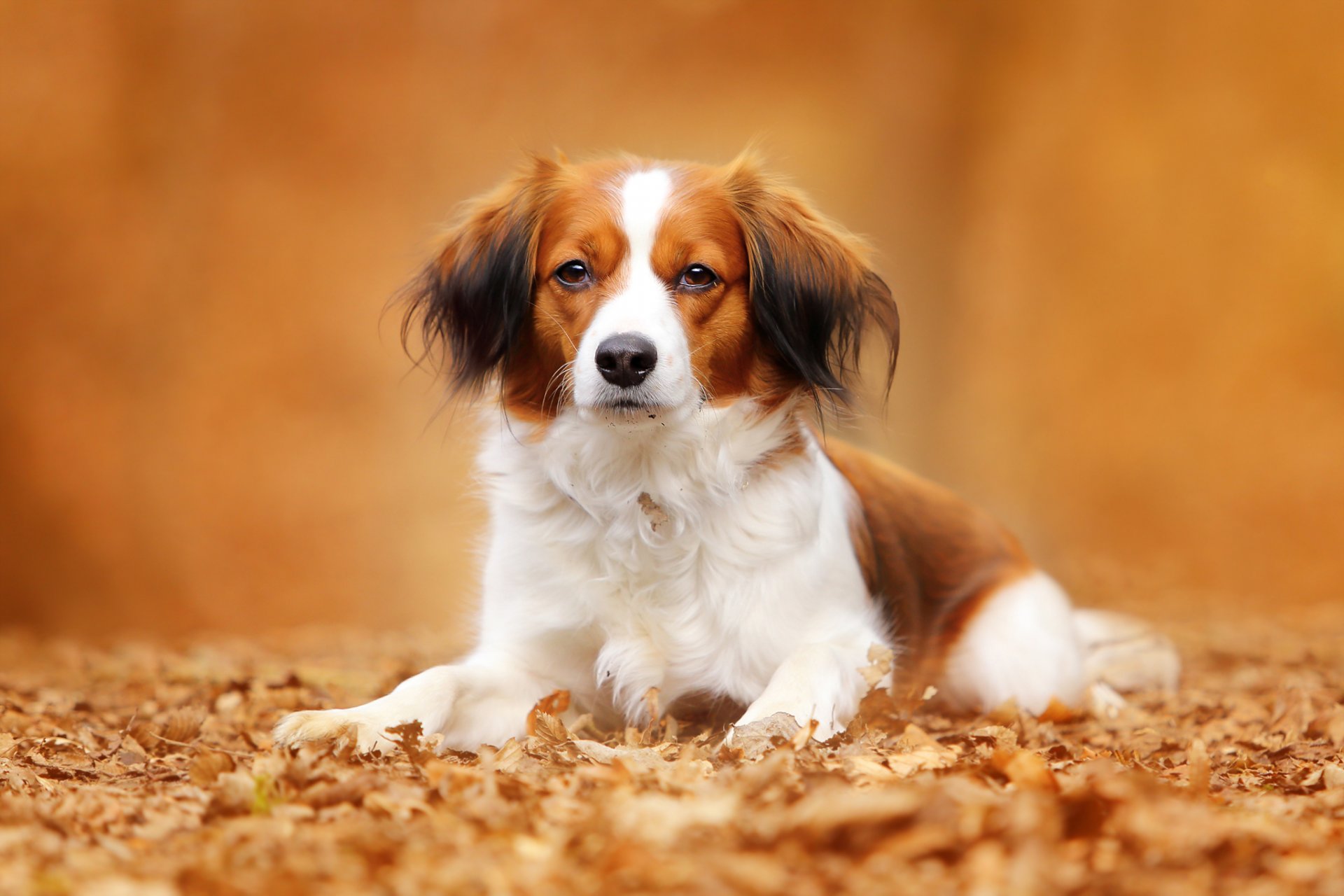 koikerhondier chien vue portrait feuilles automne