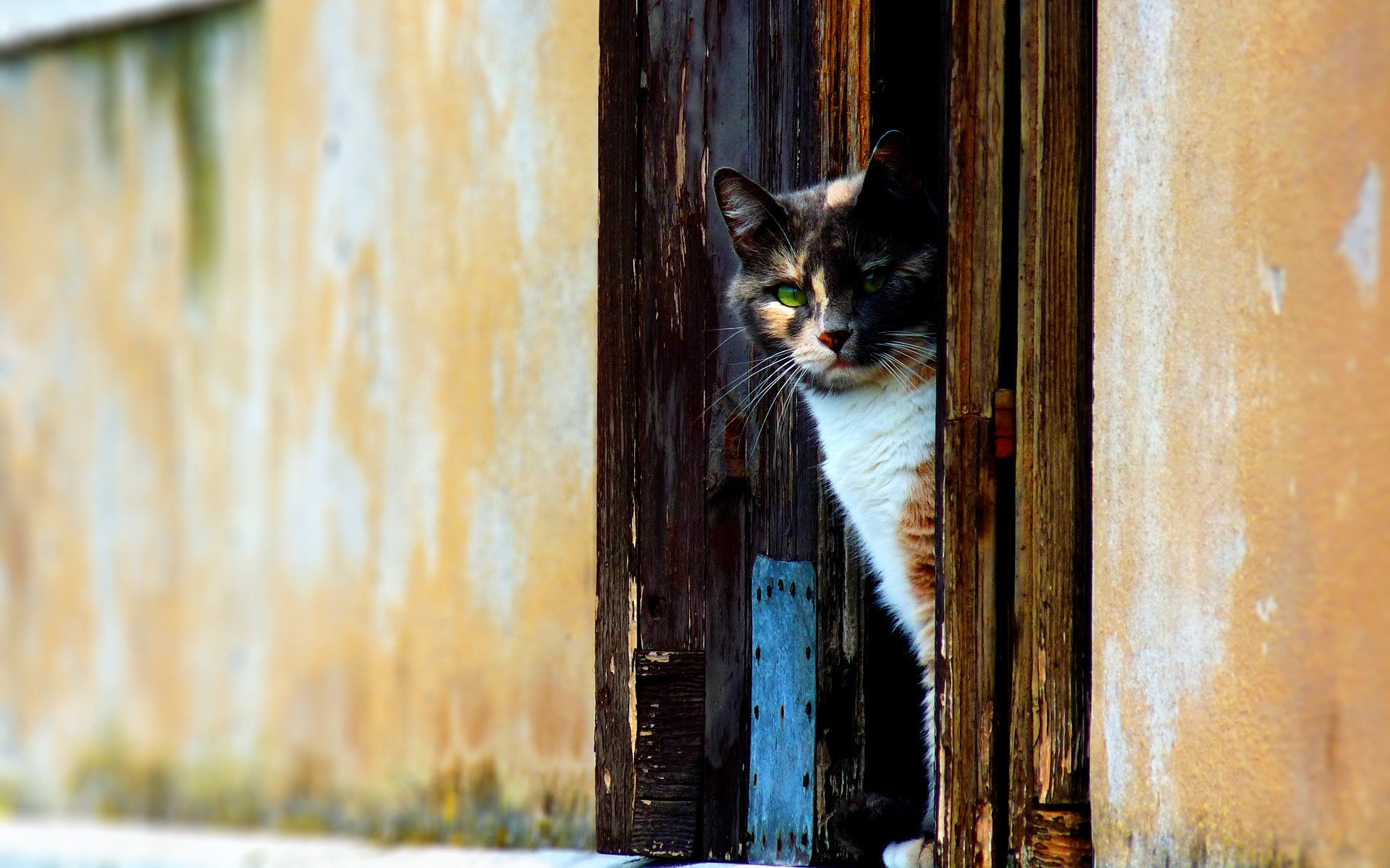 puerta gato pared