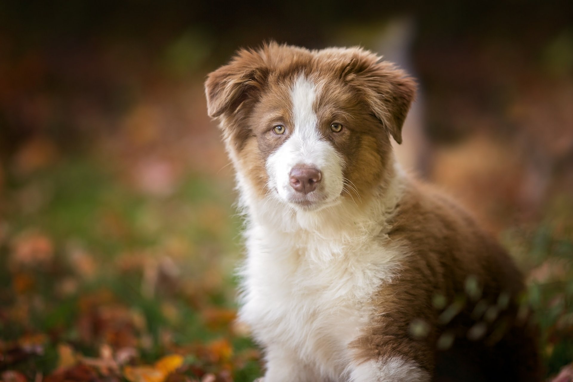 australian shepherd aussie dog puppy view