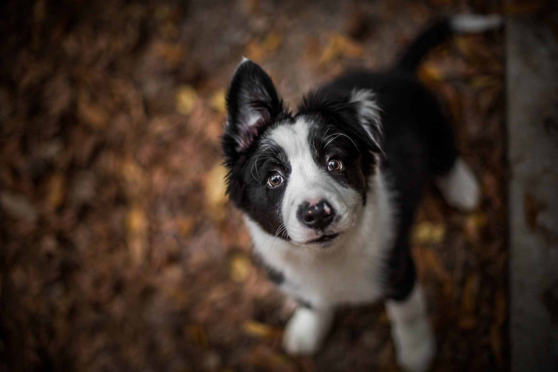 hund welpe blick