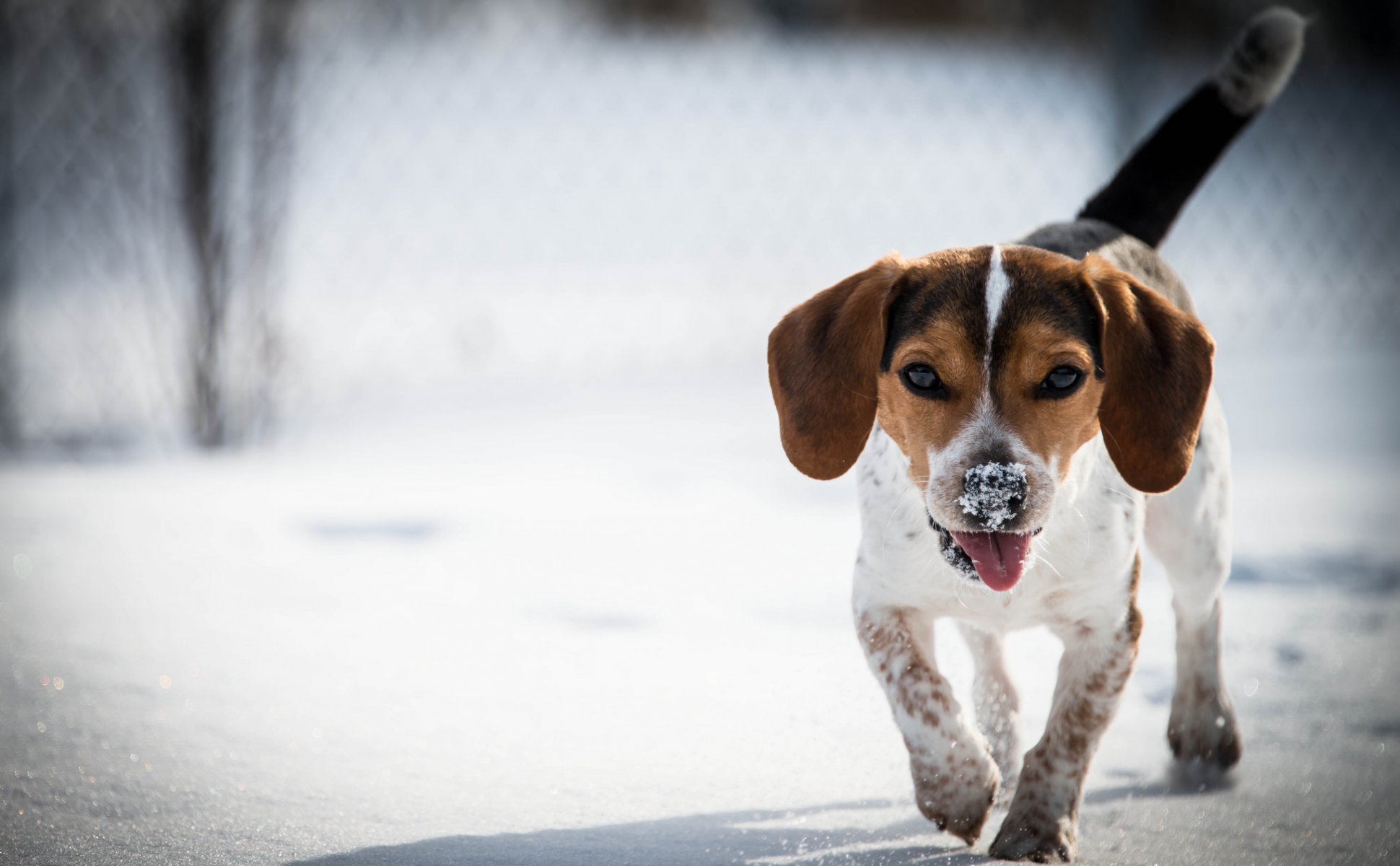 beagle cane neve