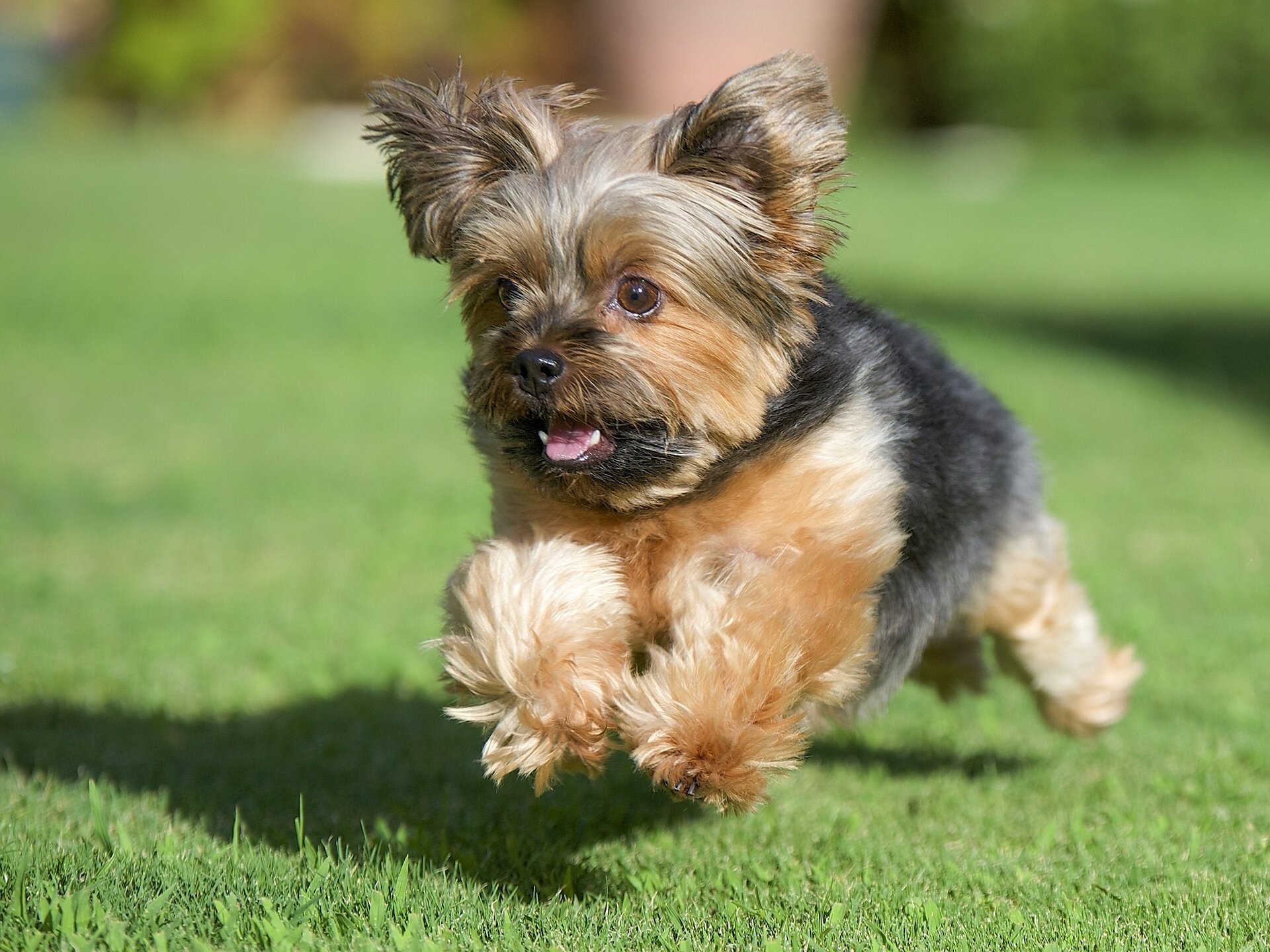 yorkshire terrier york perro correr hierba césped