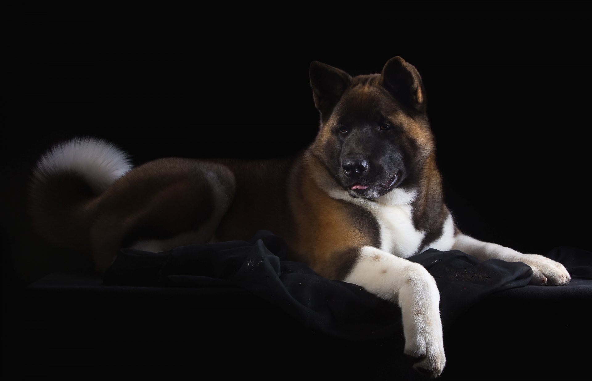 akita americano bello