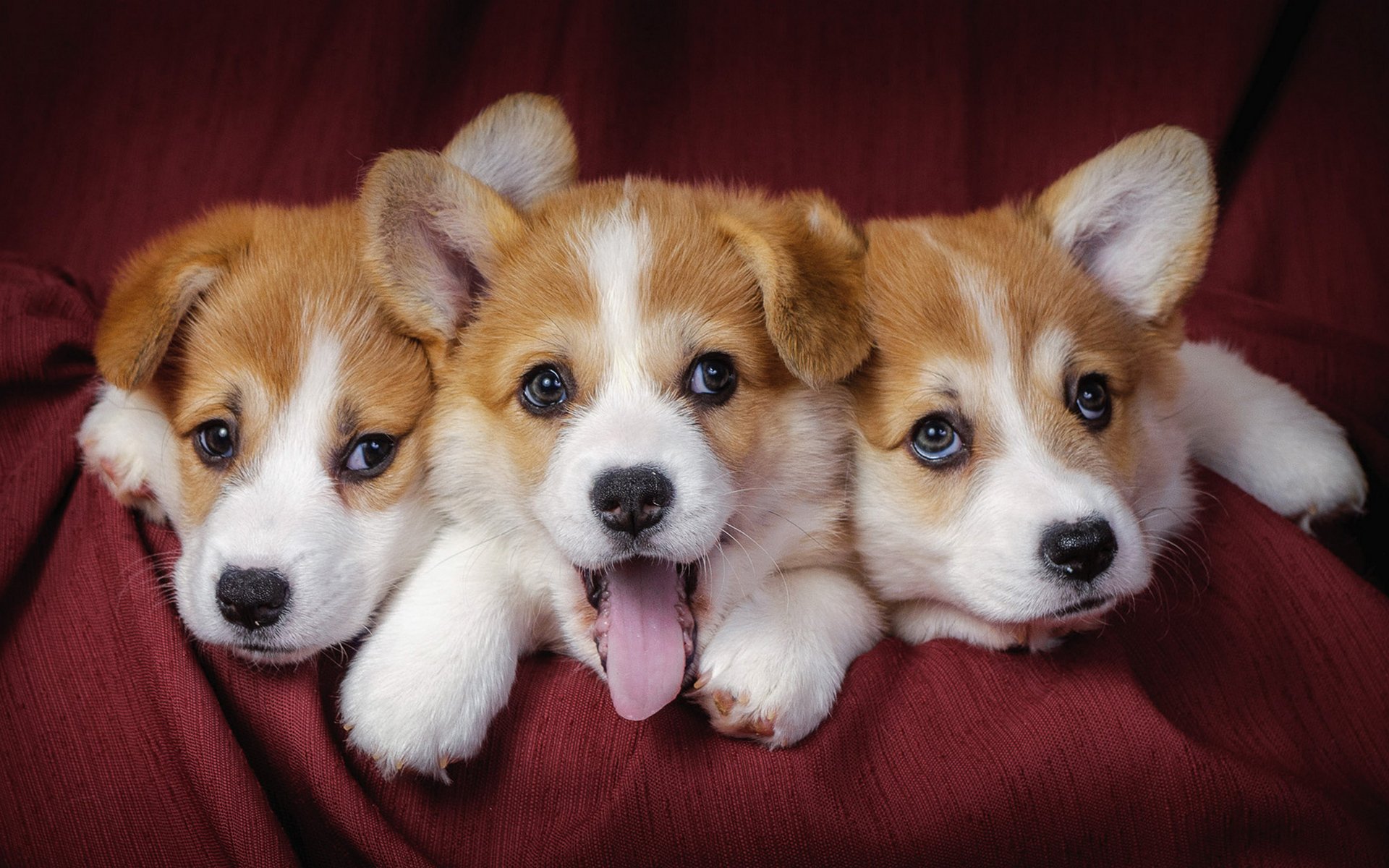 cuccioli trio bambini