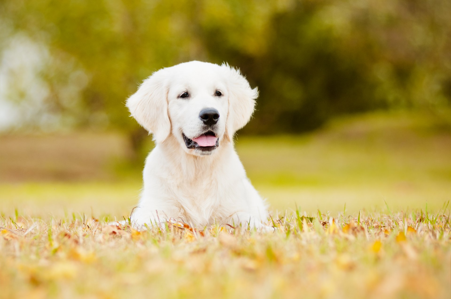 dog lawn bokeh