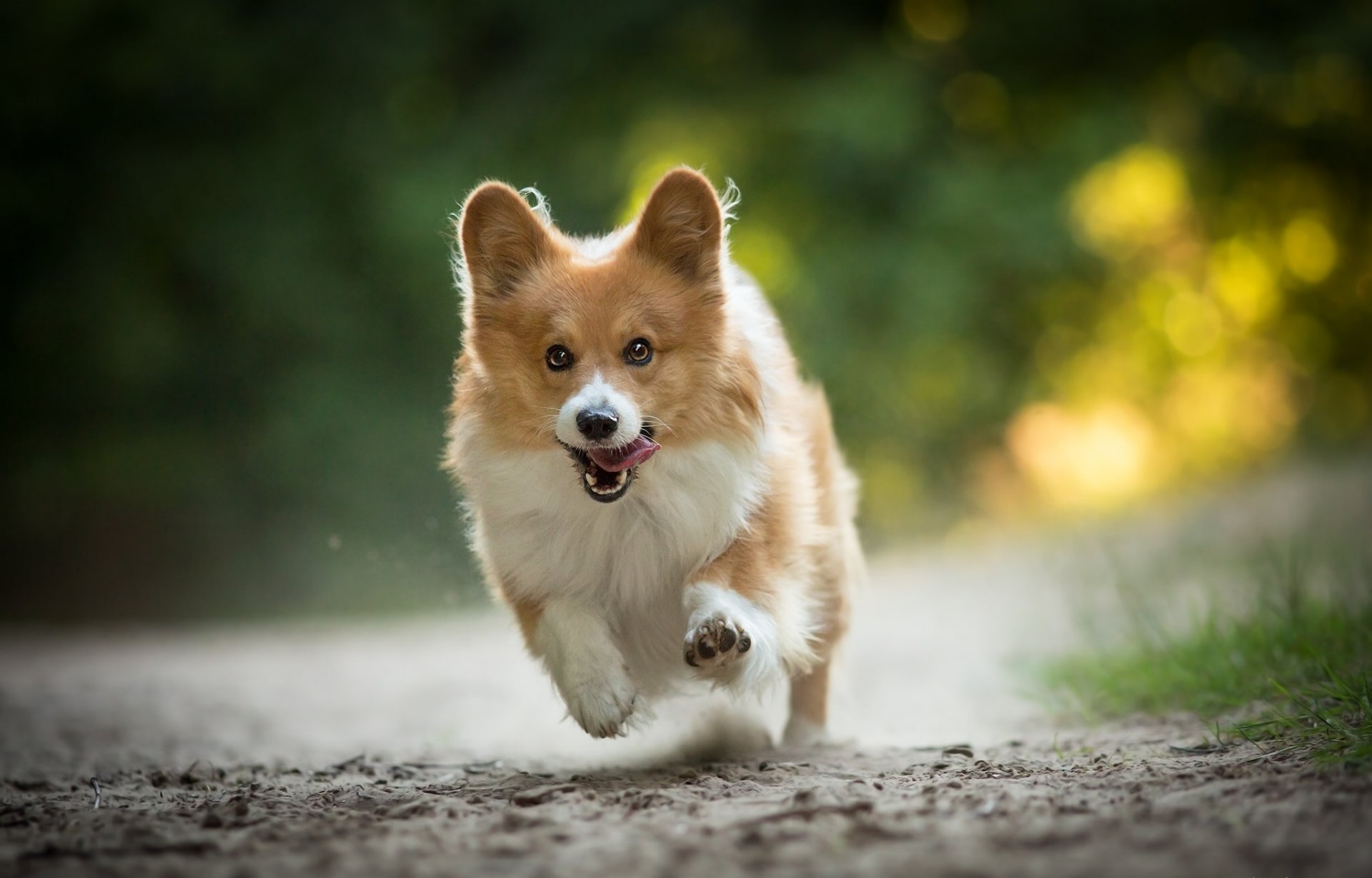 welsh corgi hund gehen laufen freude stimmung