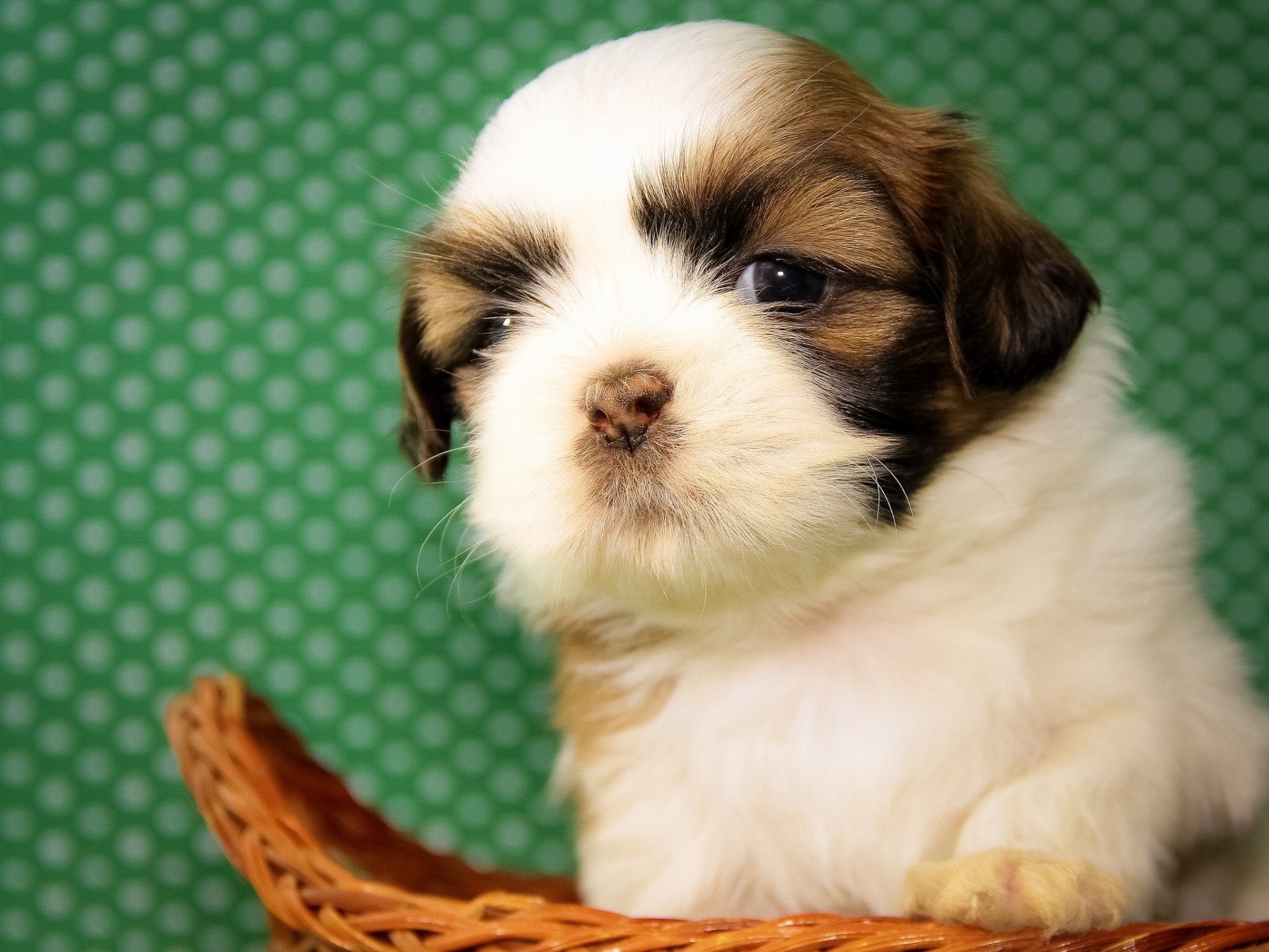 shih tzu perro cachorro bebé