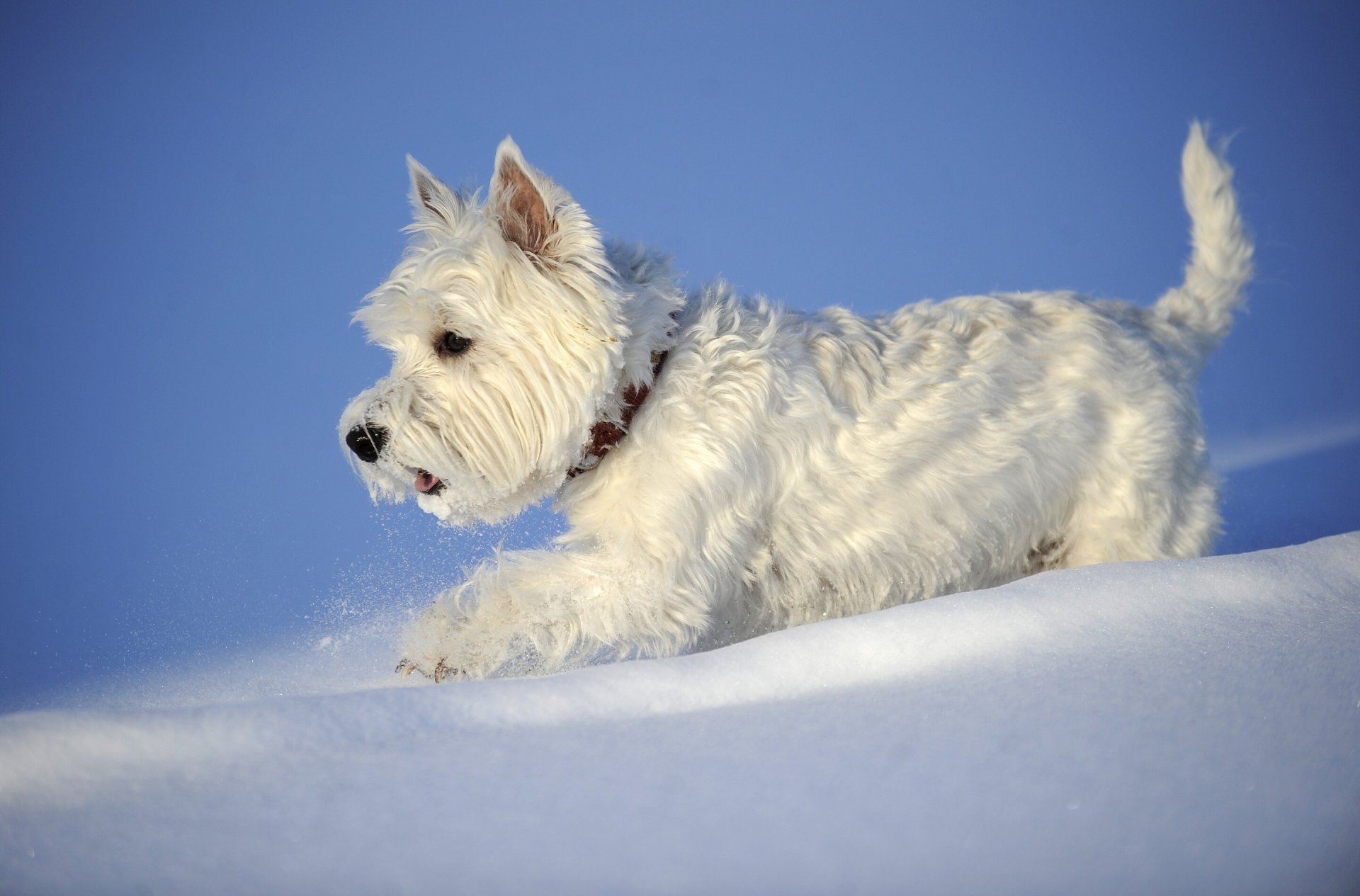 west highland white terrier pies śnieg zima