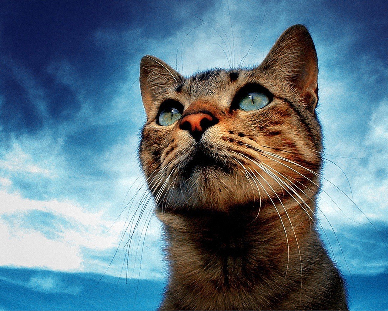 gato cielo ojos bigote mirada sueño