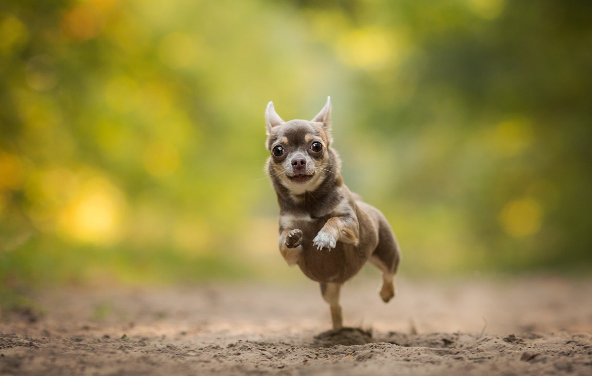 chihuahua chien course bokeh