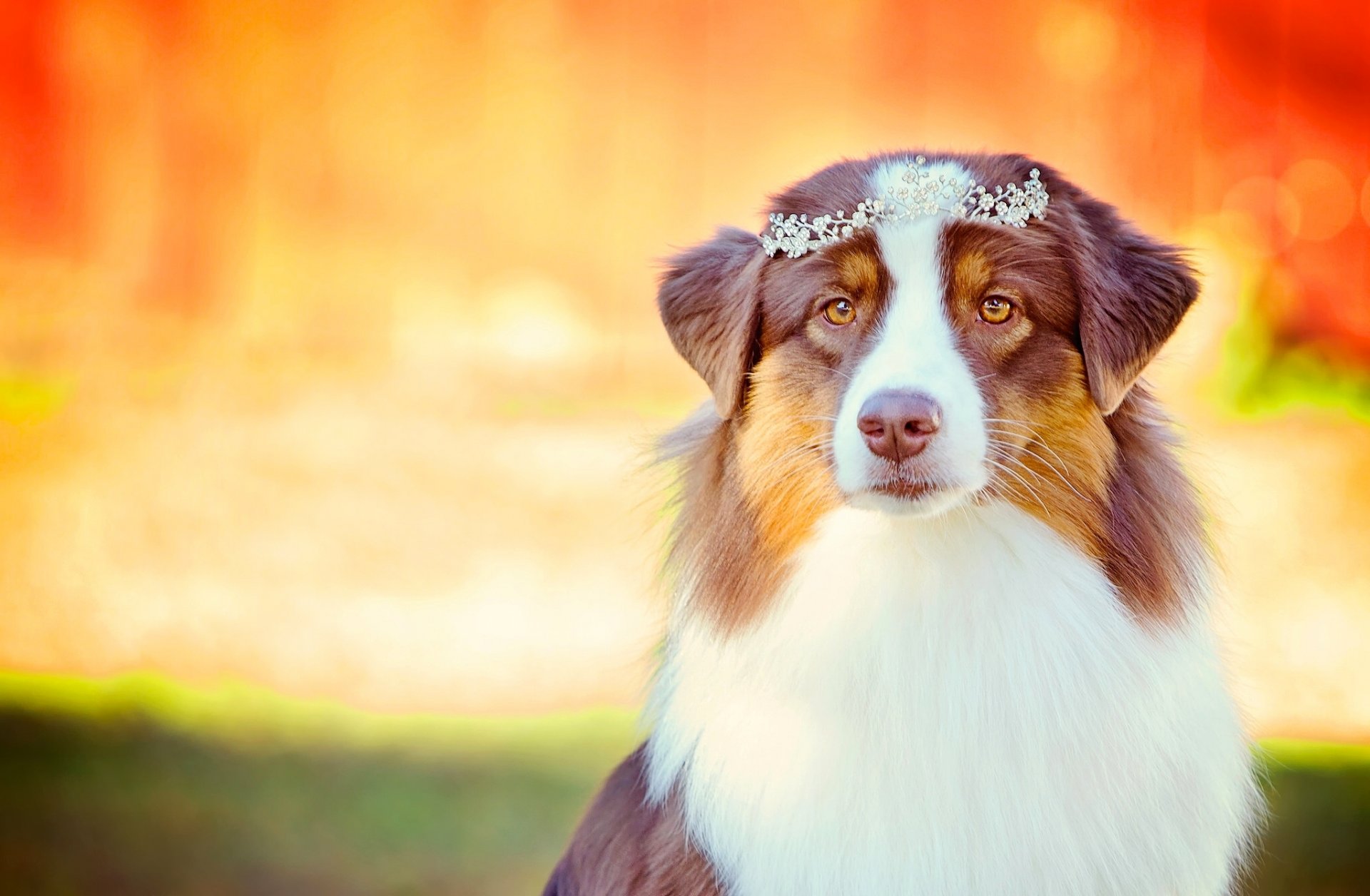 pastore australiano australiano cane sguardo diadema glamour ritratto