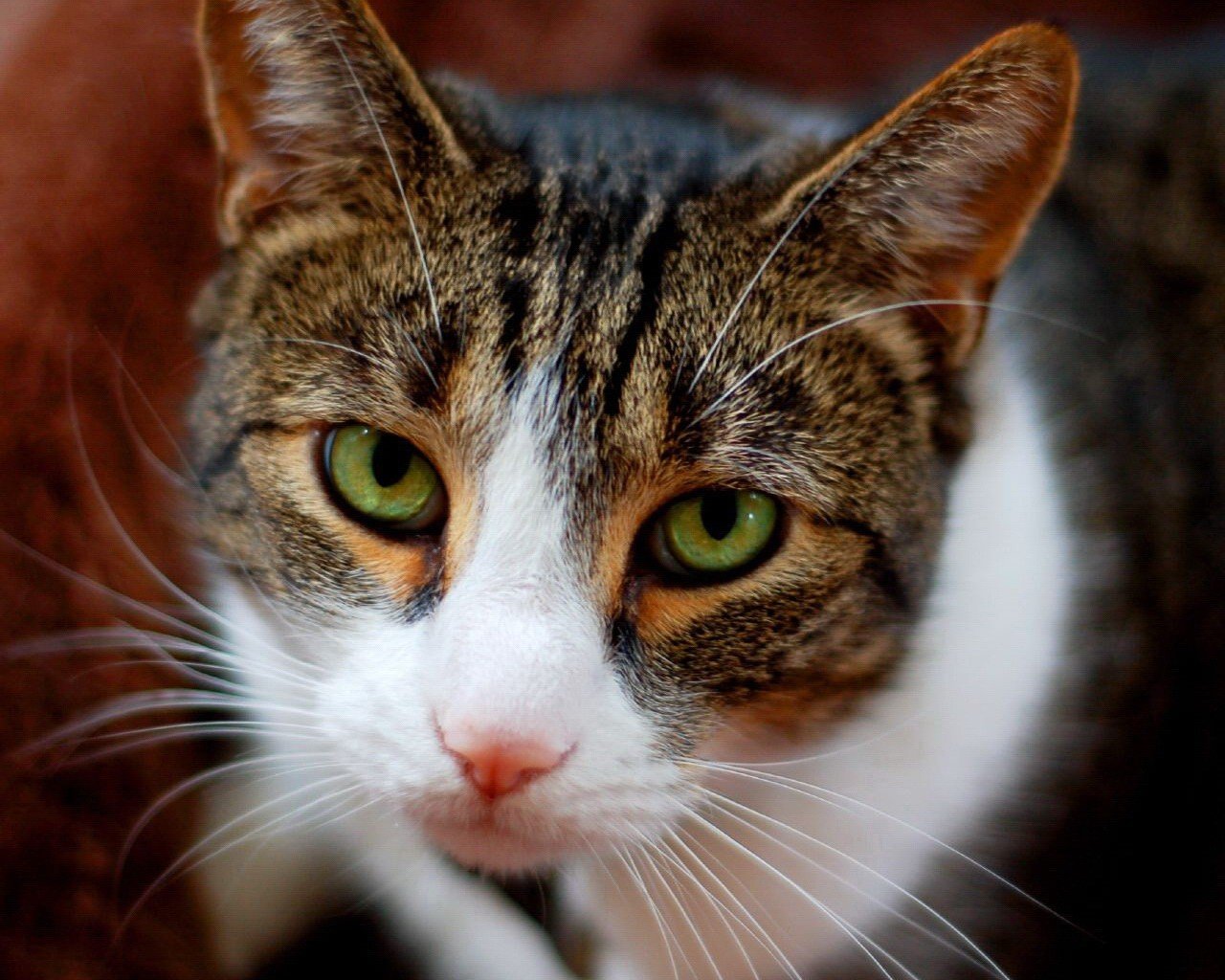 regard moustache tristesse