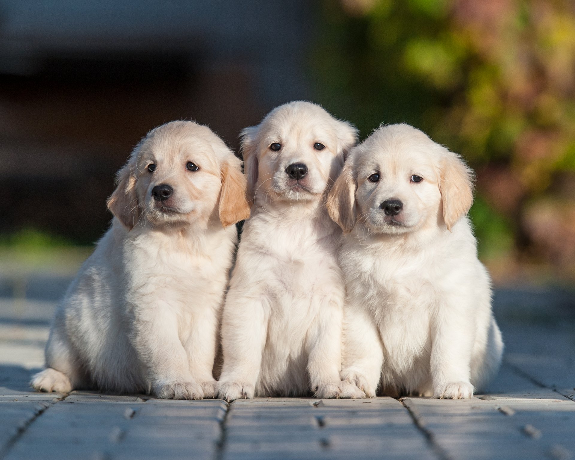 perros cachorros trío trinidad