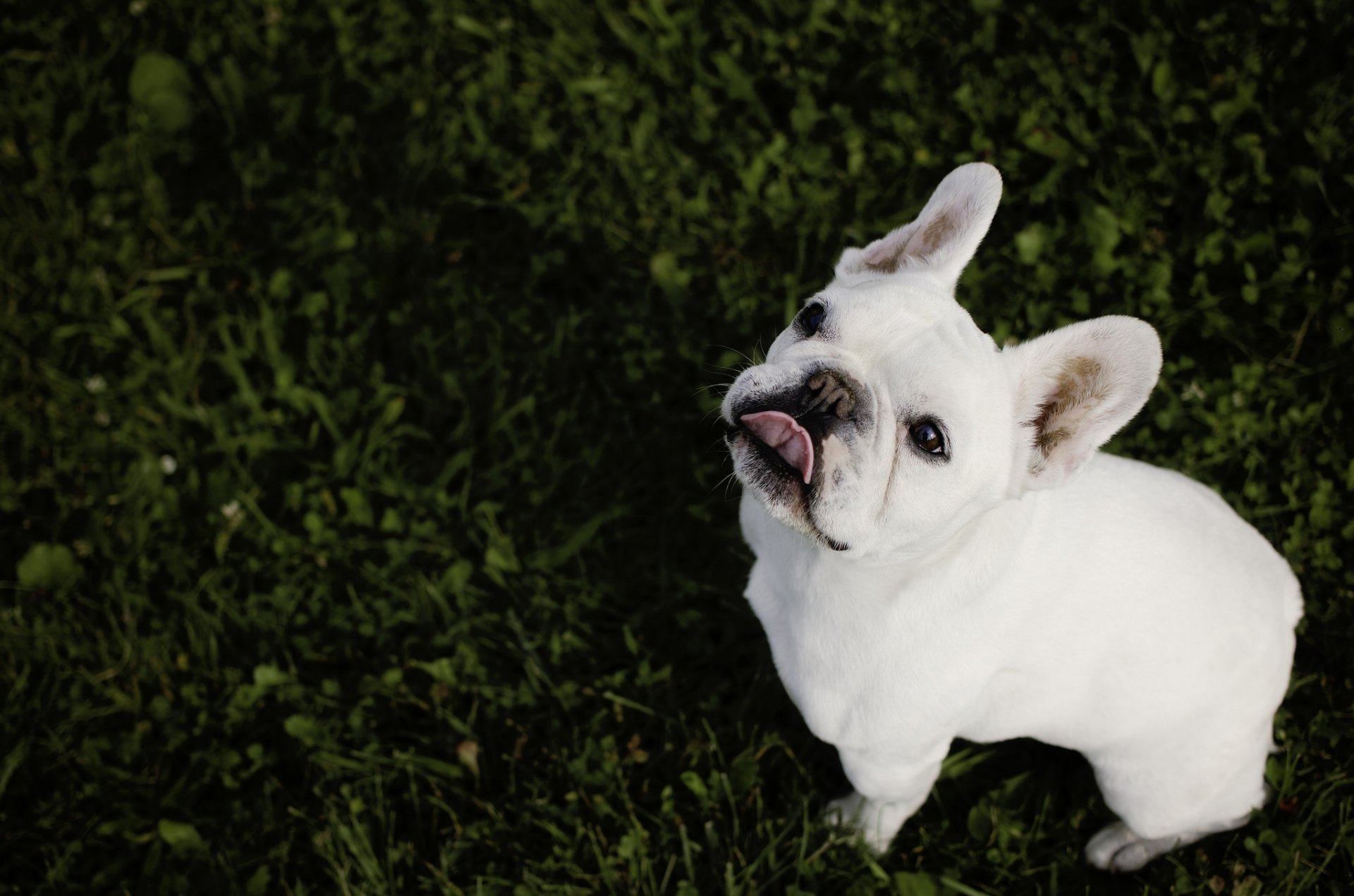 bouledogue français bouledogue chien museau langue regard