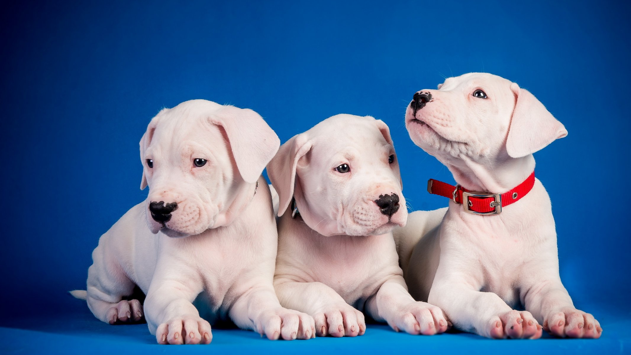 perros cachorros fondo