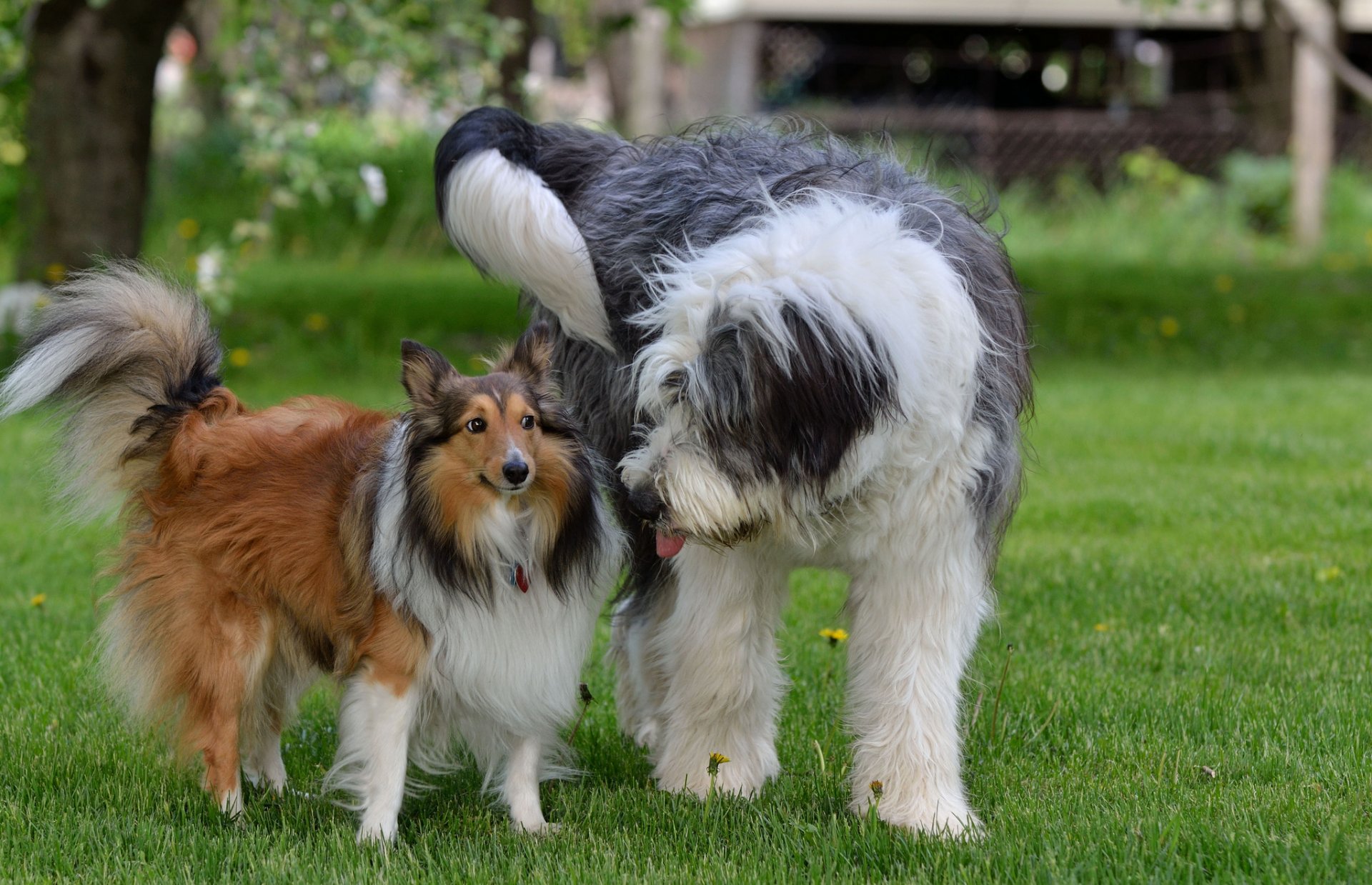 perros hierba amigos pareja