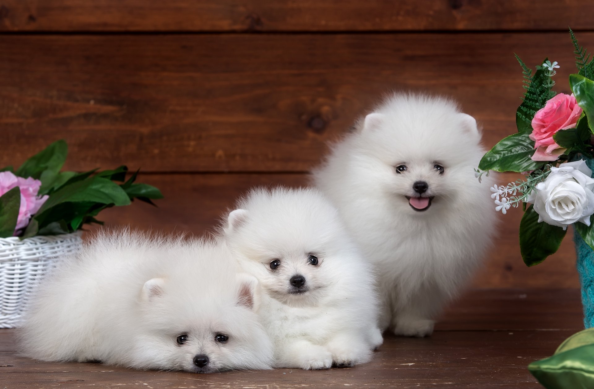 spitz welpe blumen lustig trio niedlich flauschig weiß