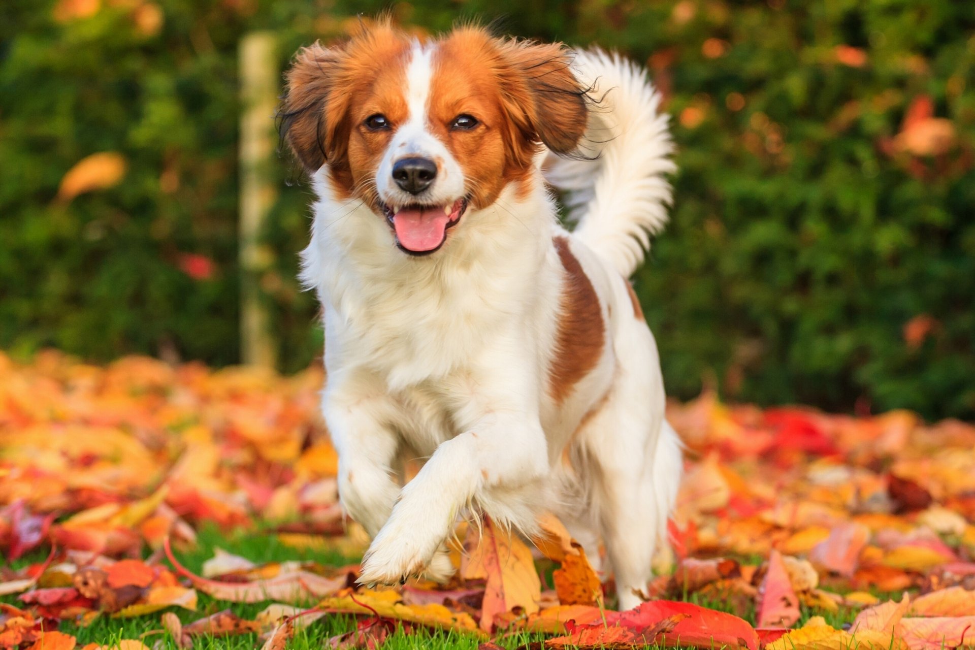 kooikerhondje dog happiness mood leaves autumn