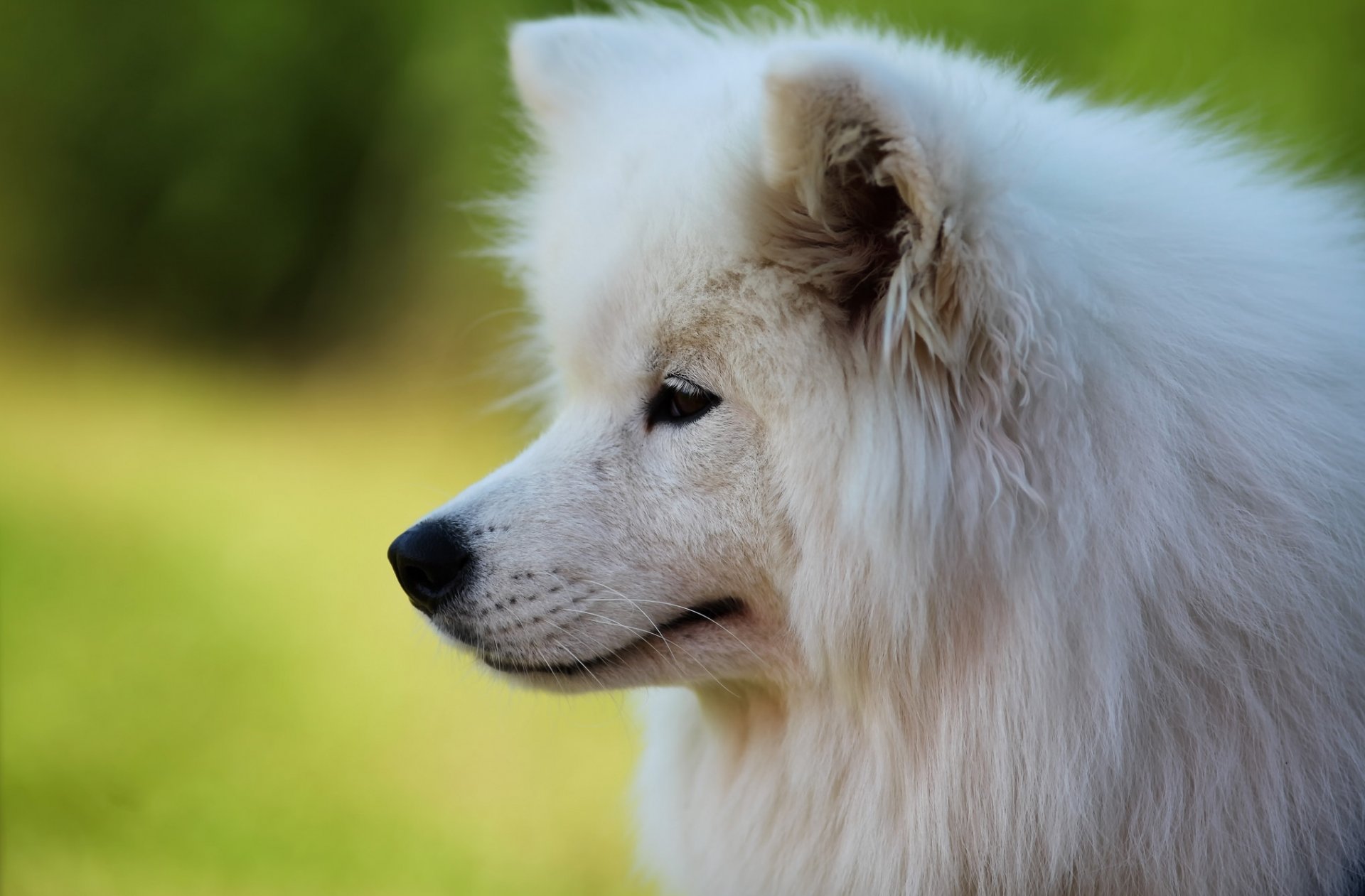 amoyed dog face portrait