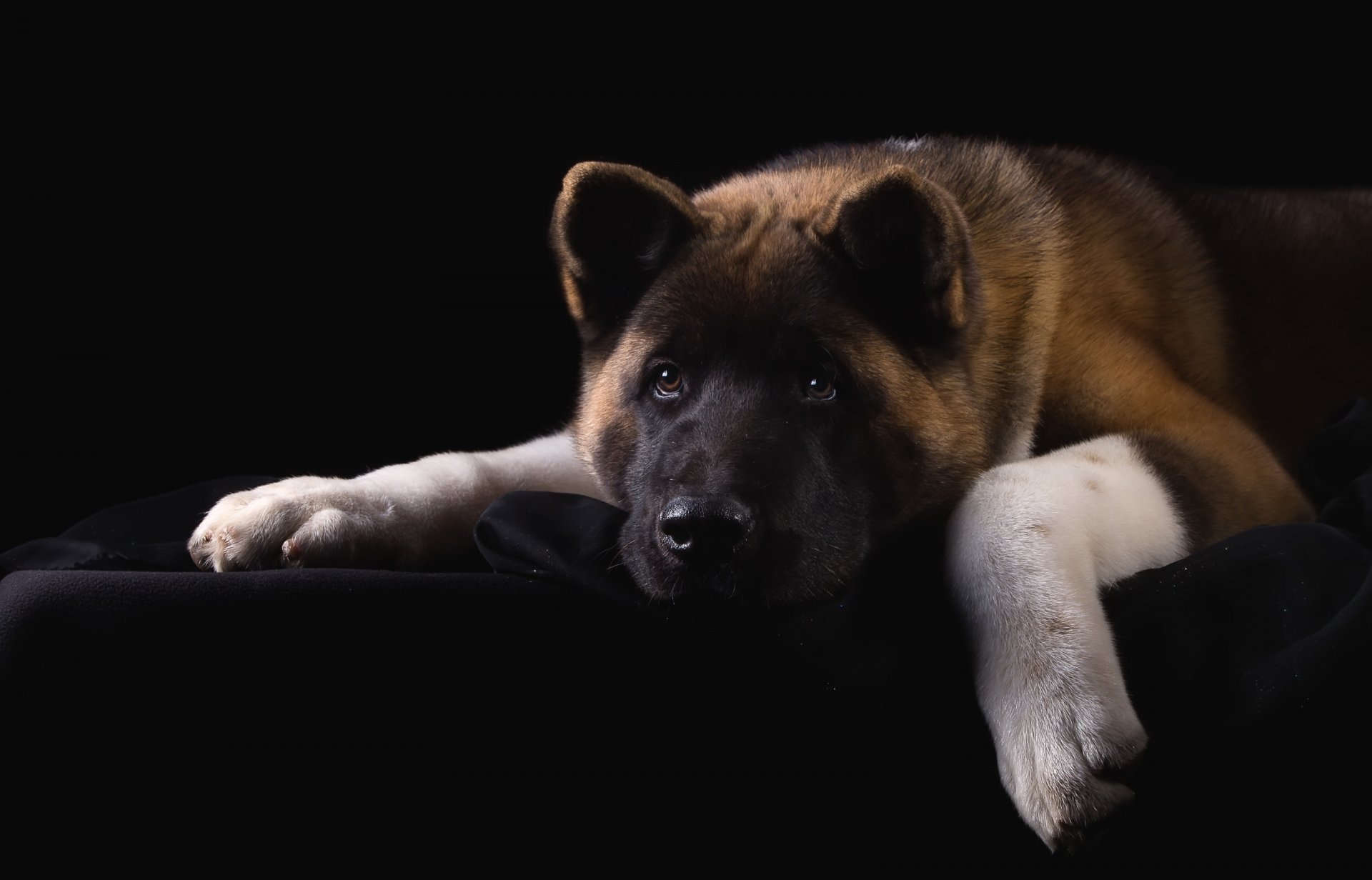 american akita face sadness portrait