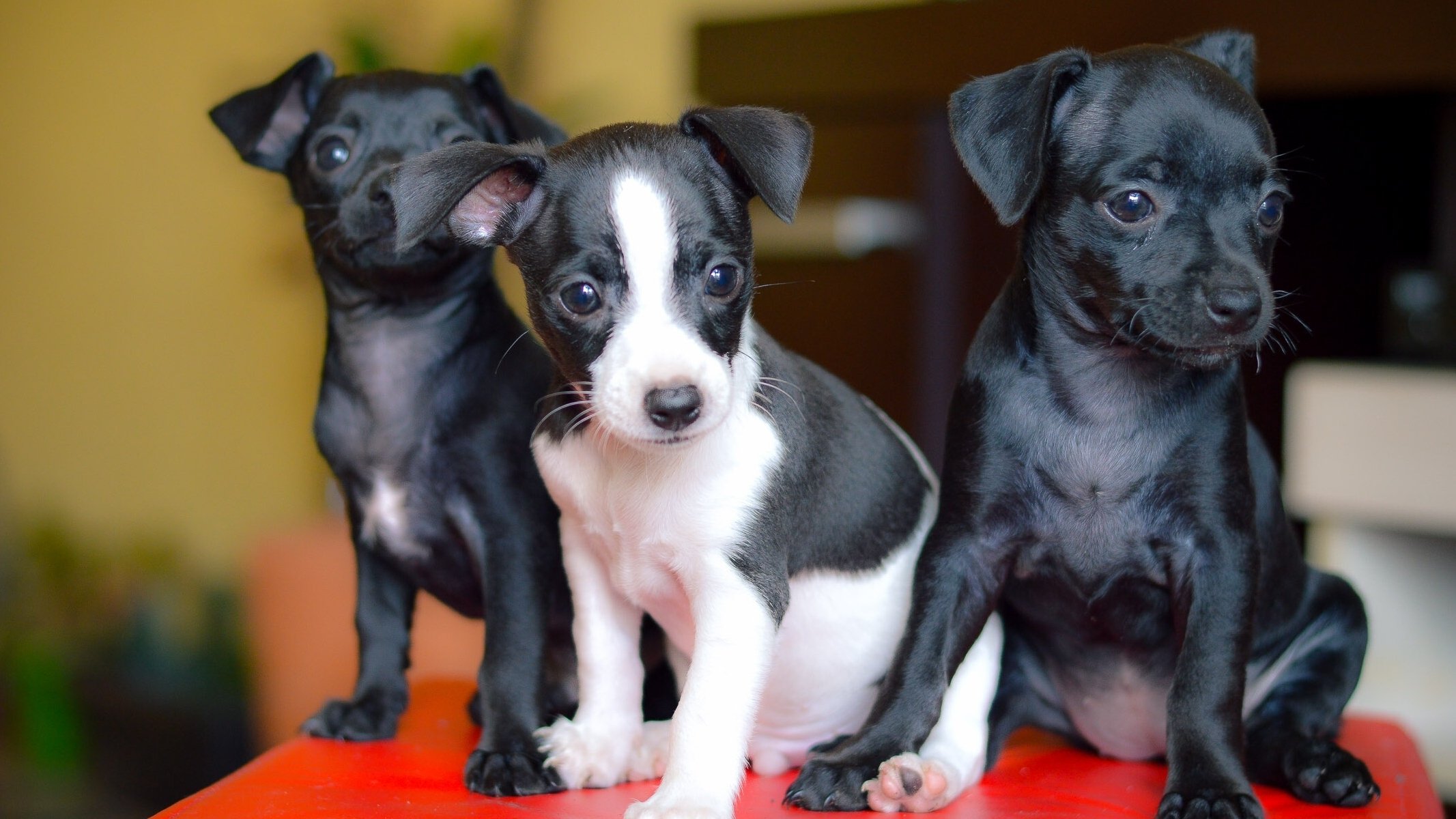 perros cachorros trío trinidad