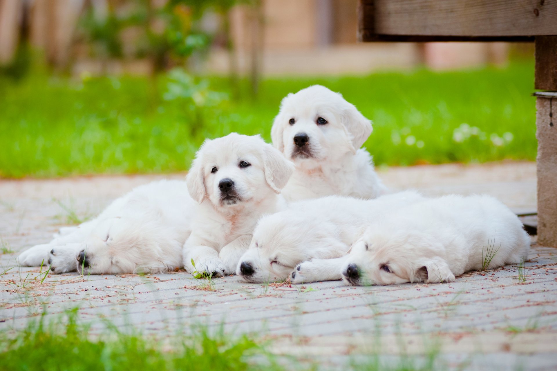 perros cachorros descanso