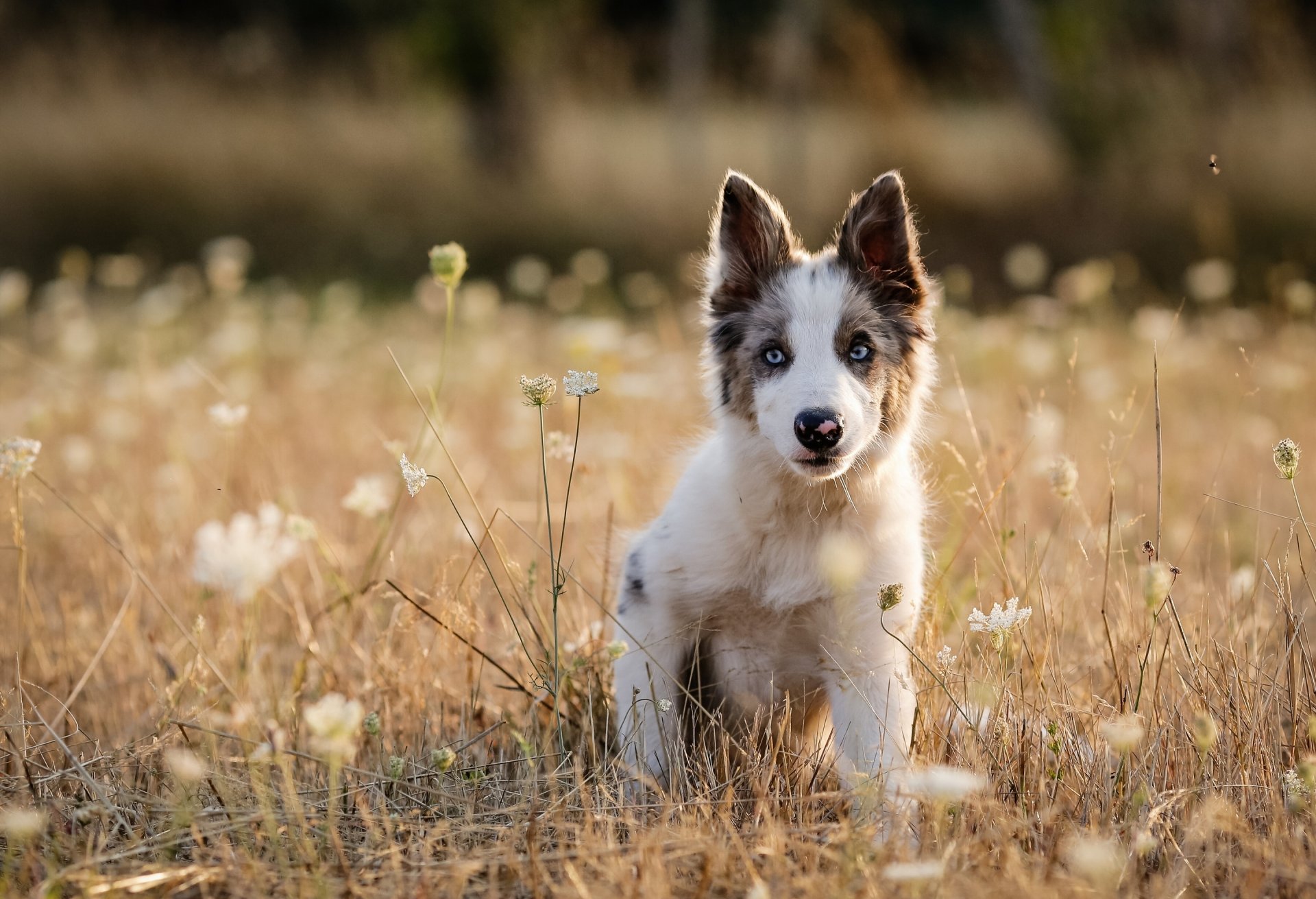 dog puppy meadow gra