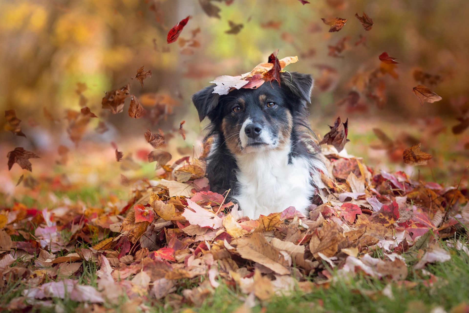 pastore australiano australiano cane sguardo foglie autunno