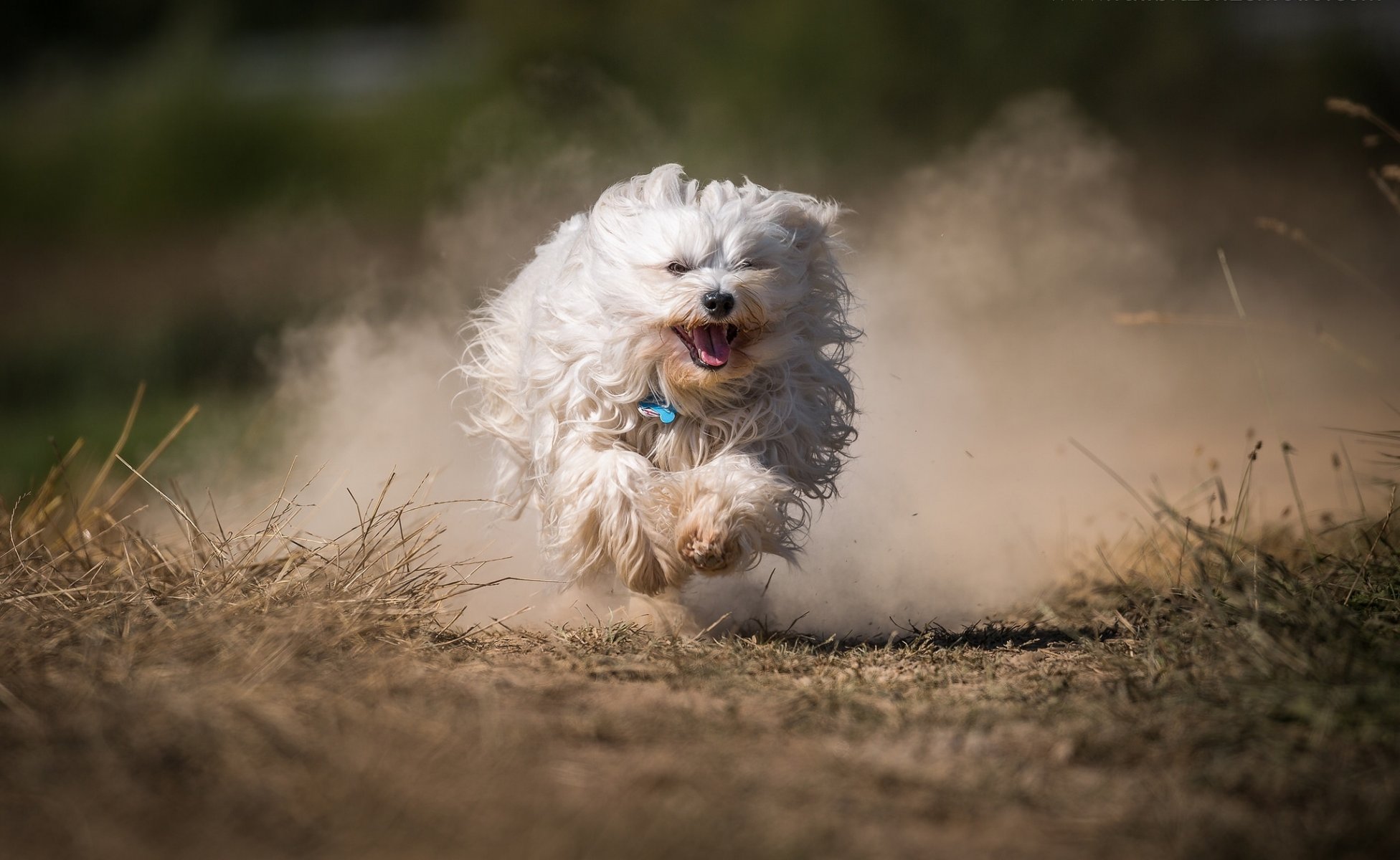 bichon dell avana cane shaggy corsa polvere