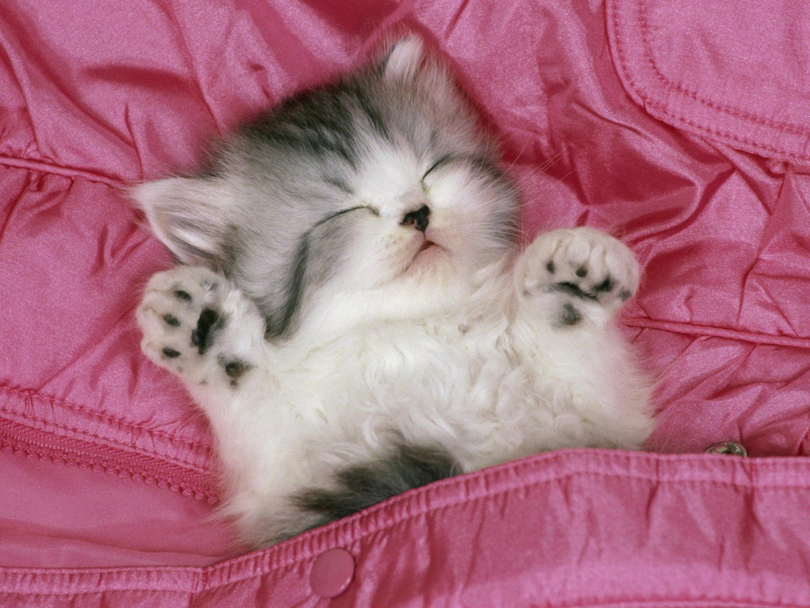 pink kitten