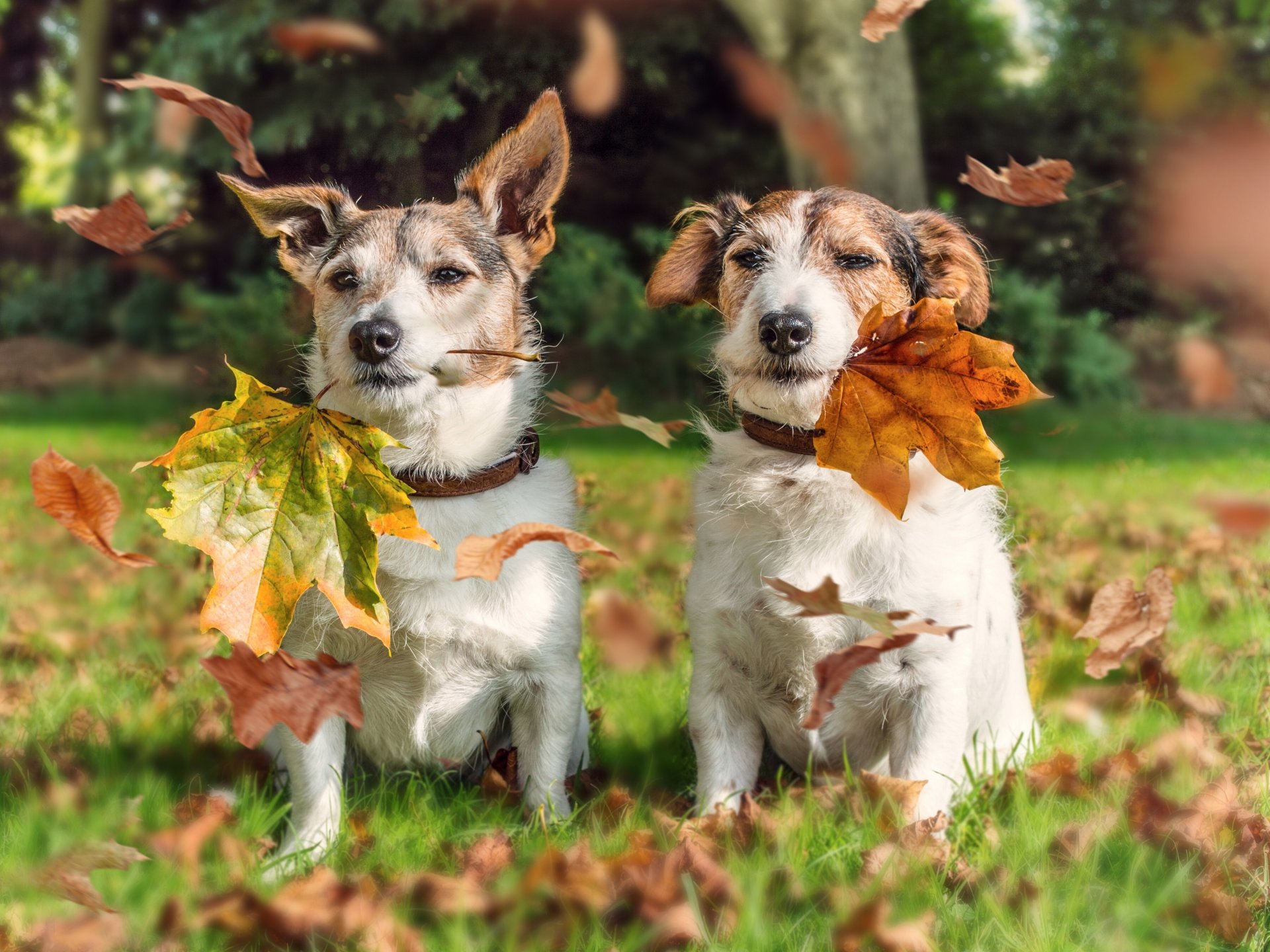 jack russell terrier cani coppia foglie autunno