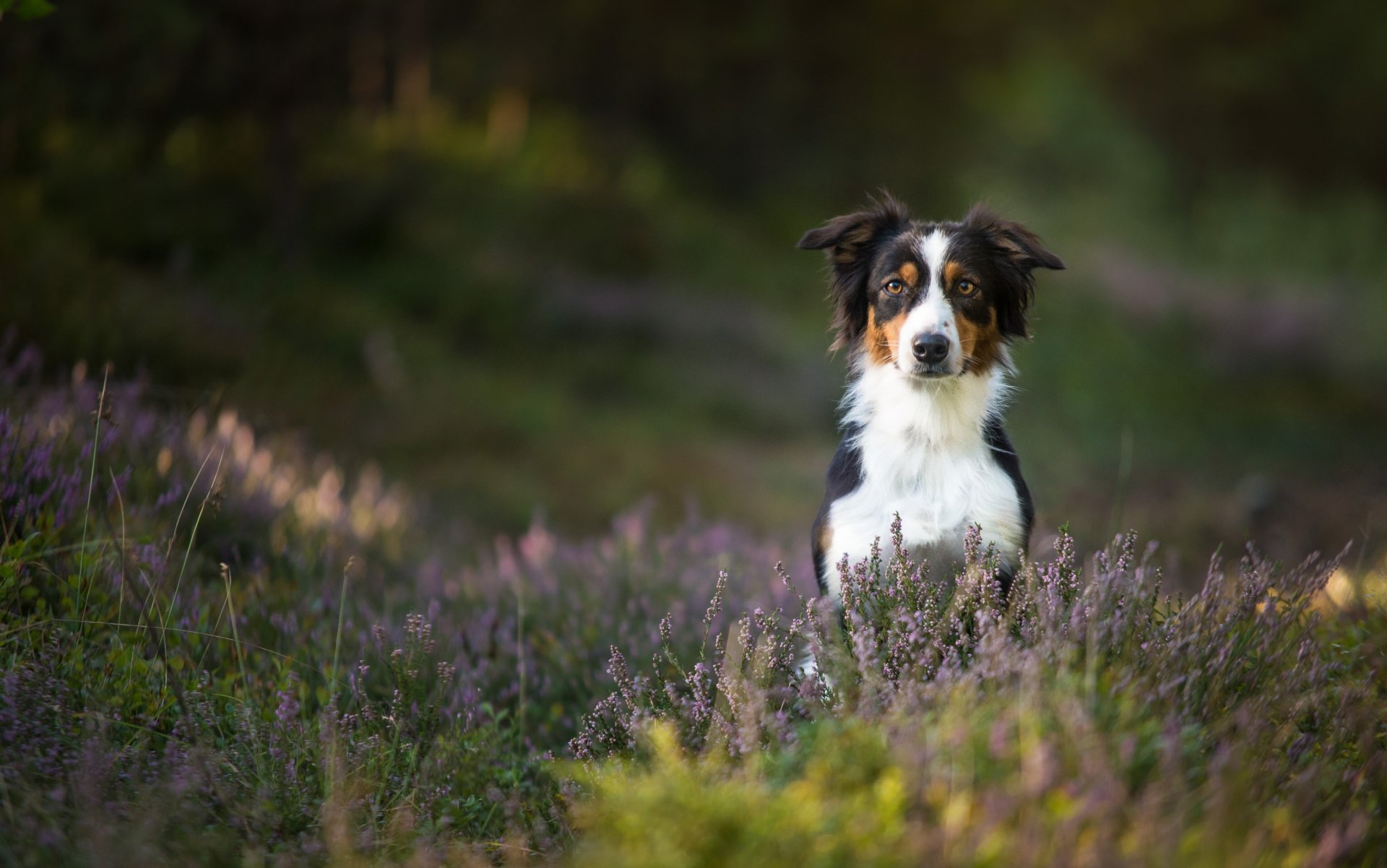 berger australien aussie chien bruyère