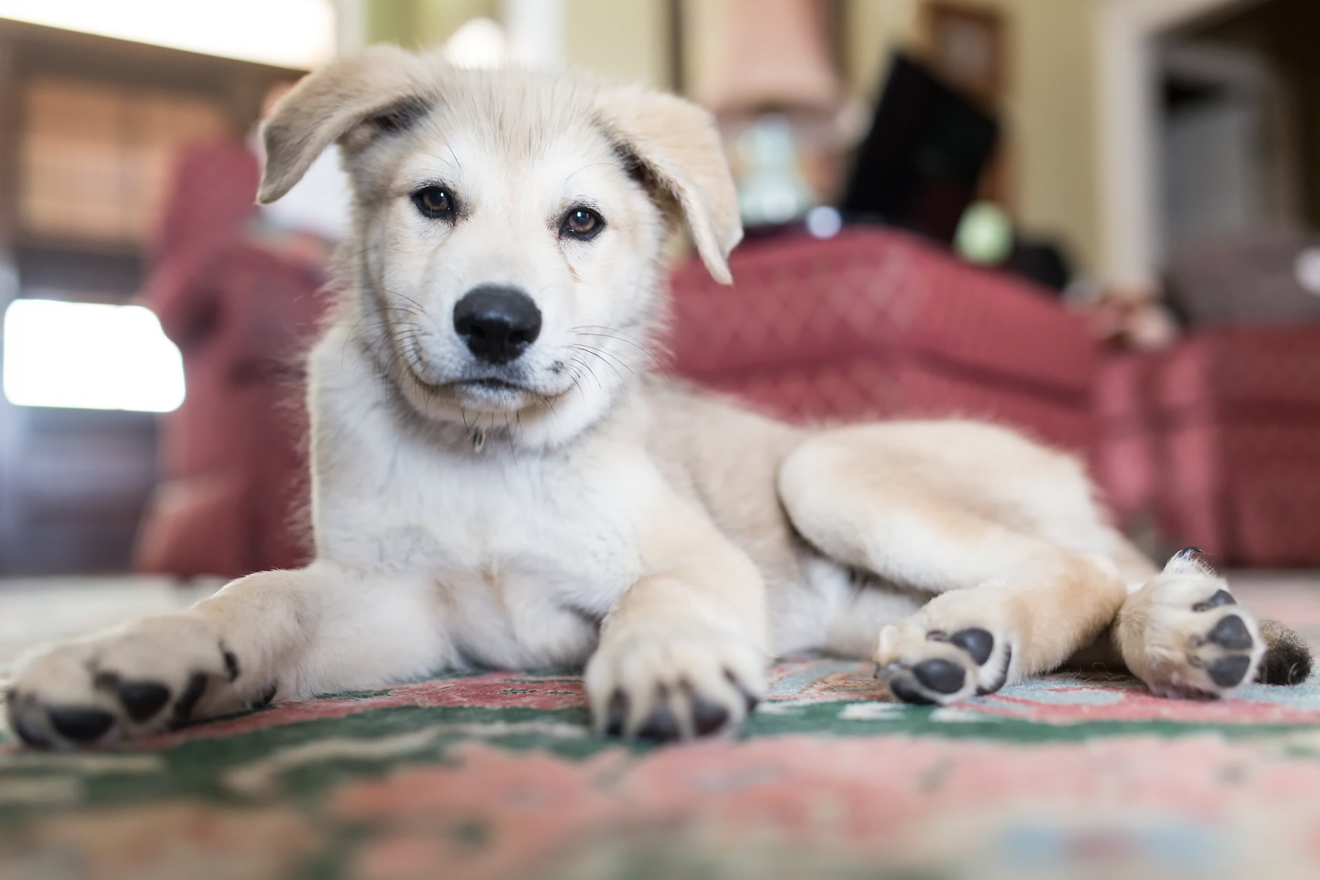 chien regard ami