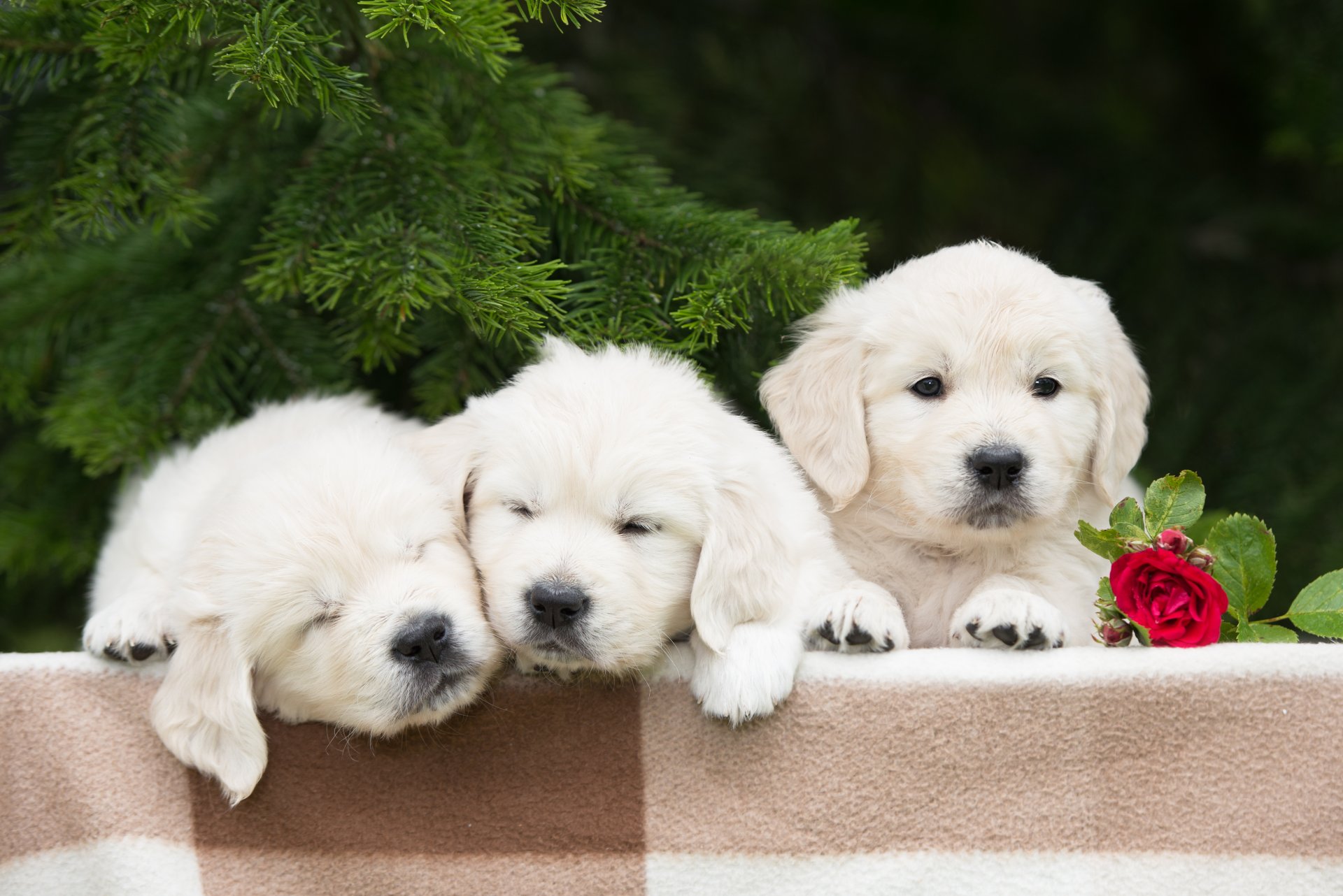 chiens chiots trio trinité fleur rose branches de sapin