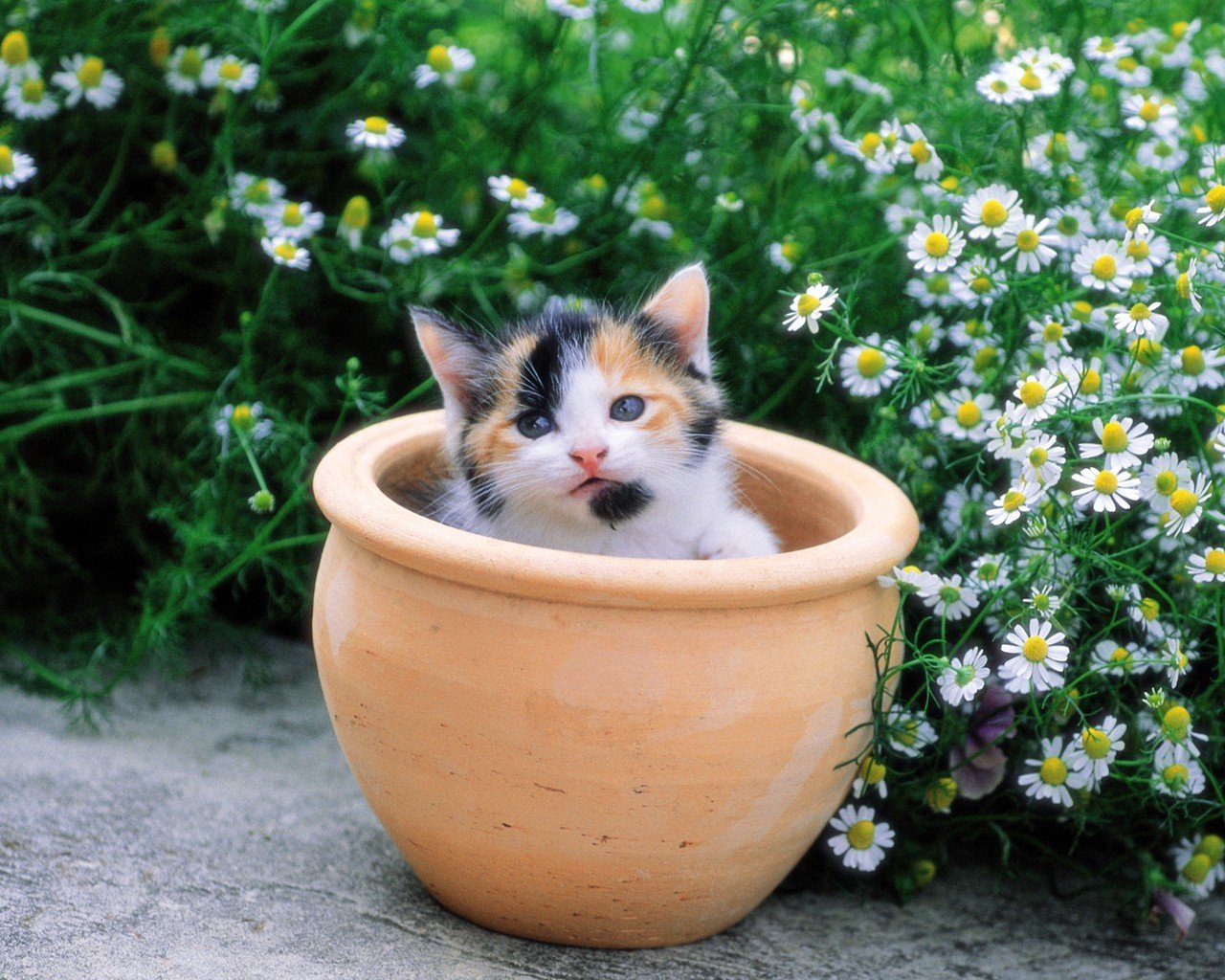 chaton pot fleurs marguerites