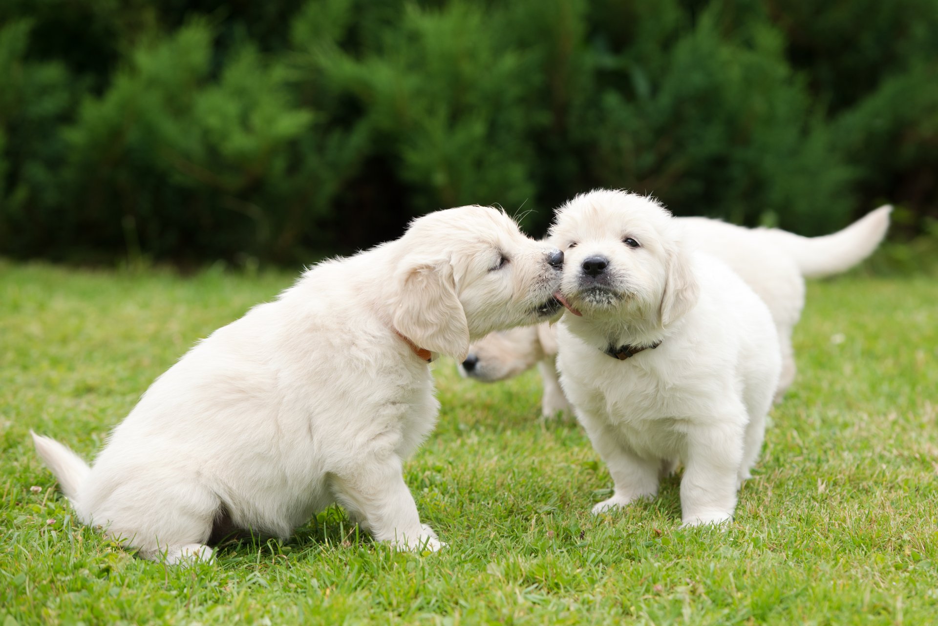 dogs puppies affection walk