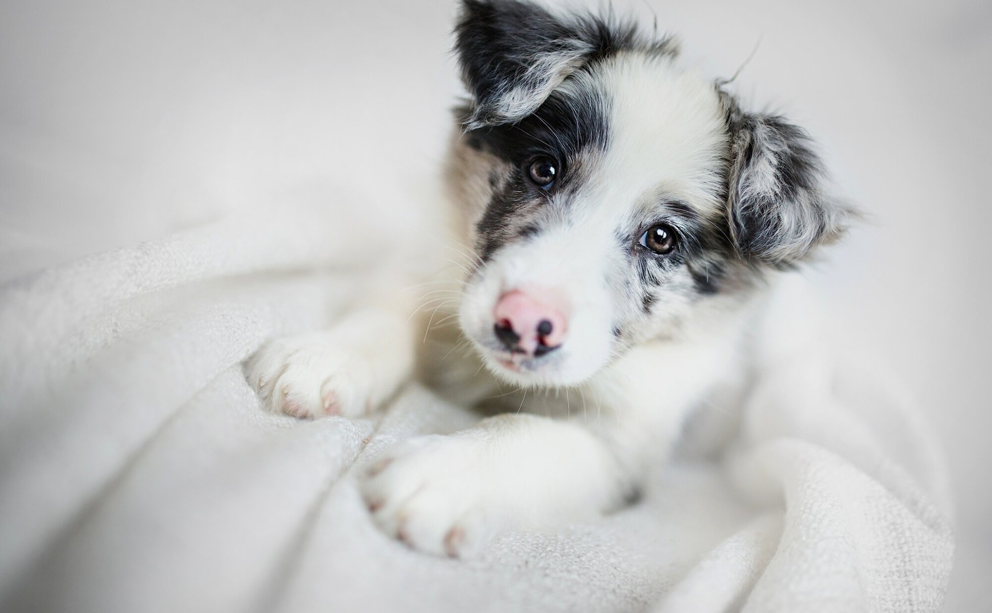 border collie dog puppy face view