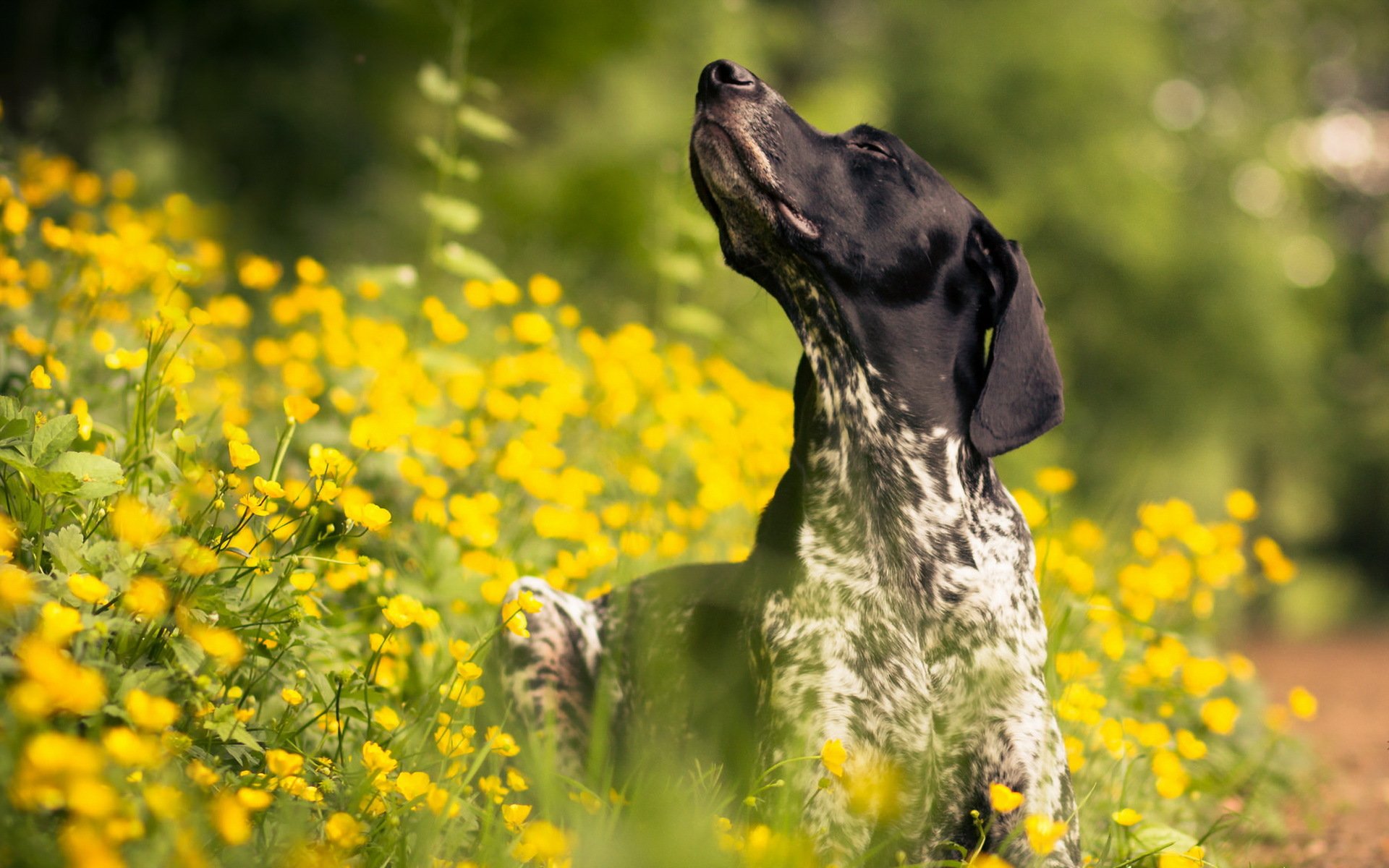 hund sommer freund