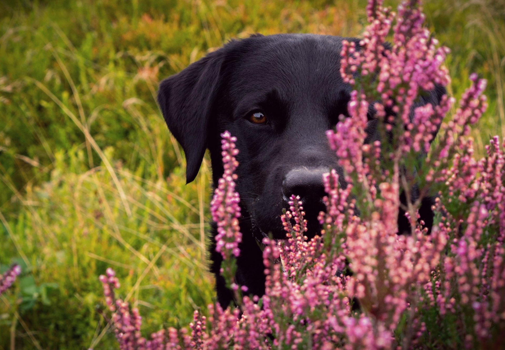 dog face view