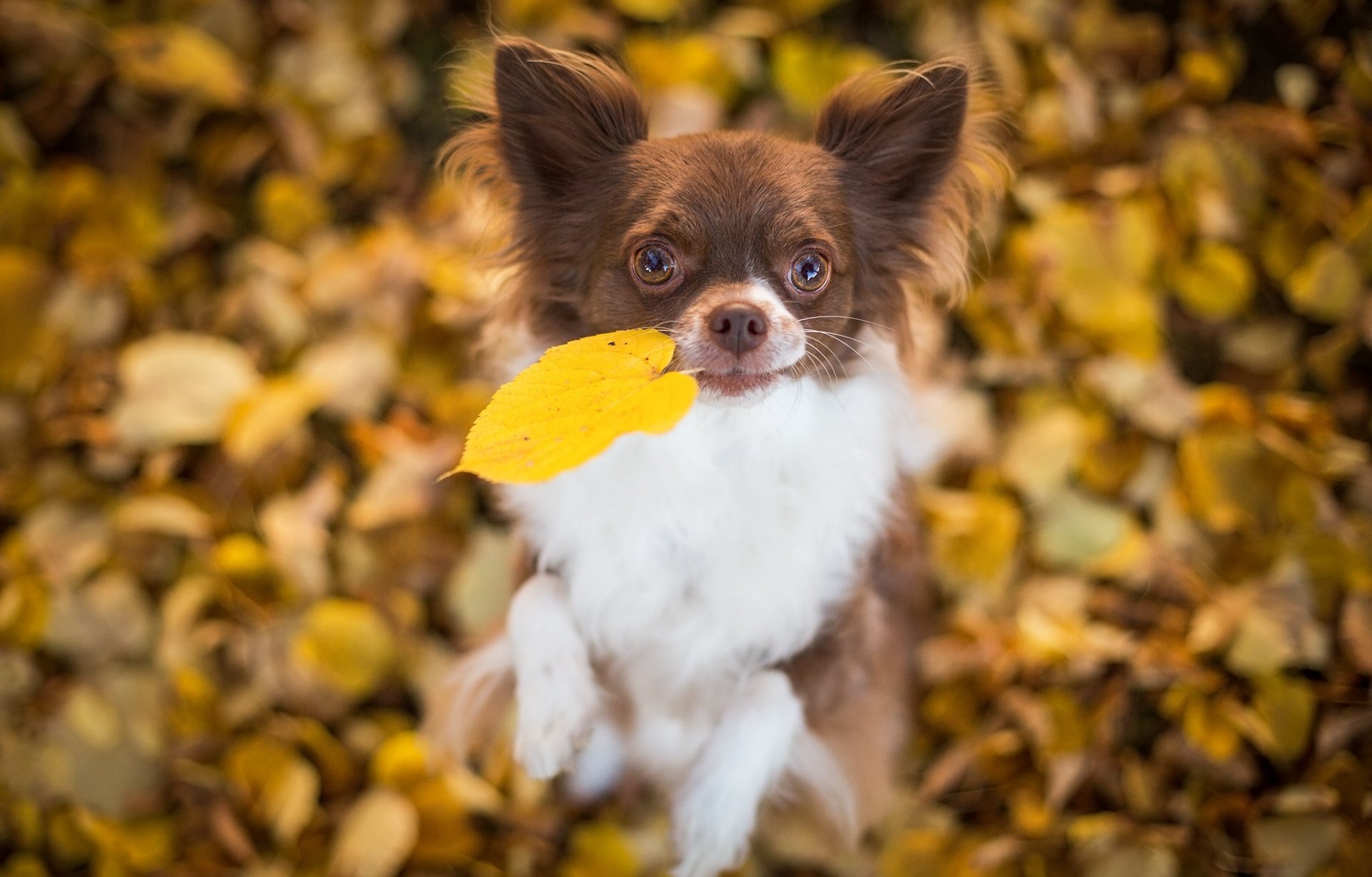 chihuahua dog leaf leaves mood bokeh