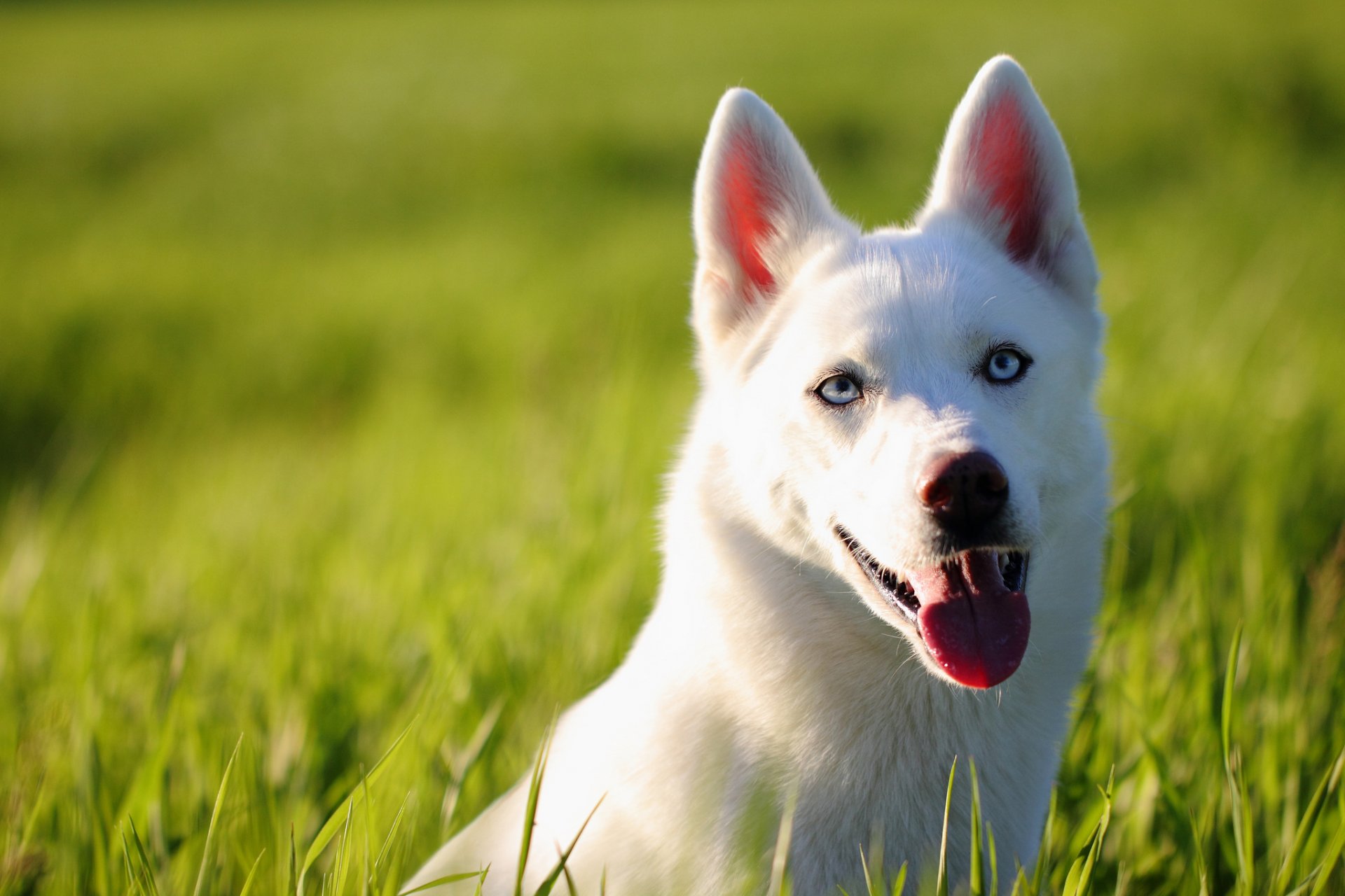 husky cane muso sguardo