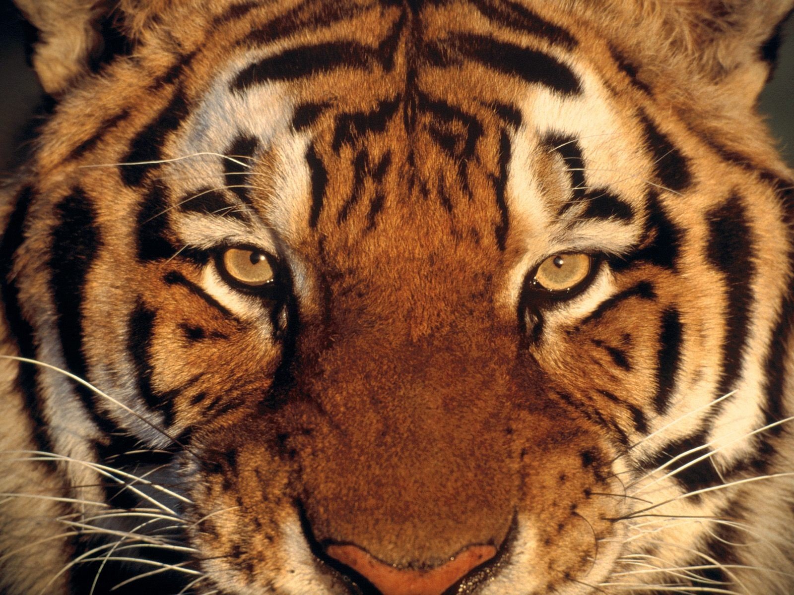 tiger eyes view