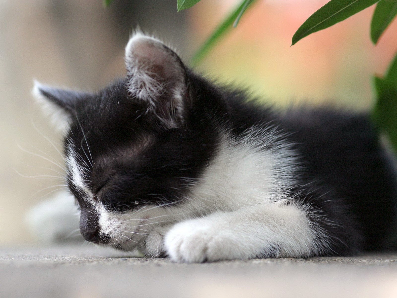 gatito negro blanco hojas