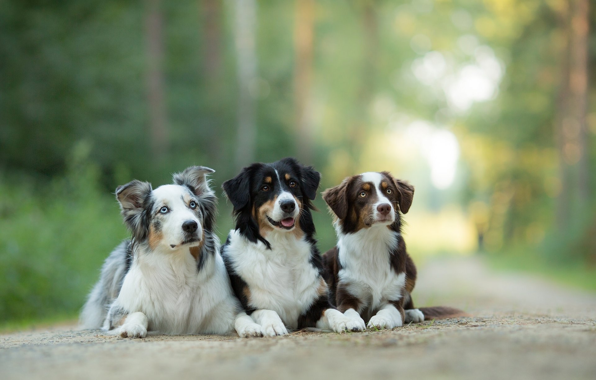 pastor australiano aussie perros trinidad trío