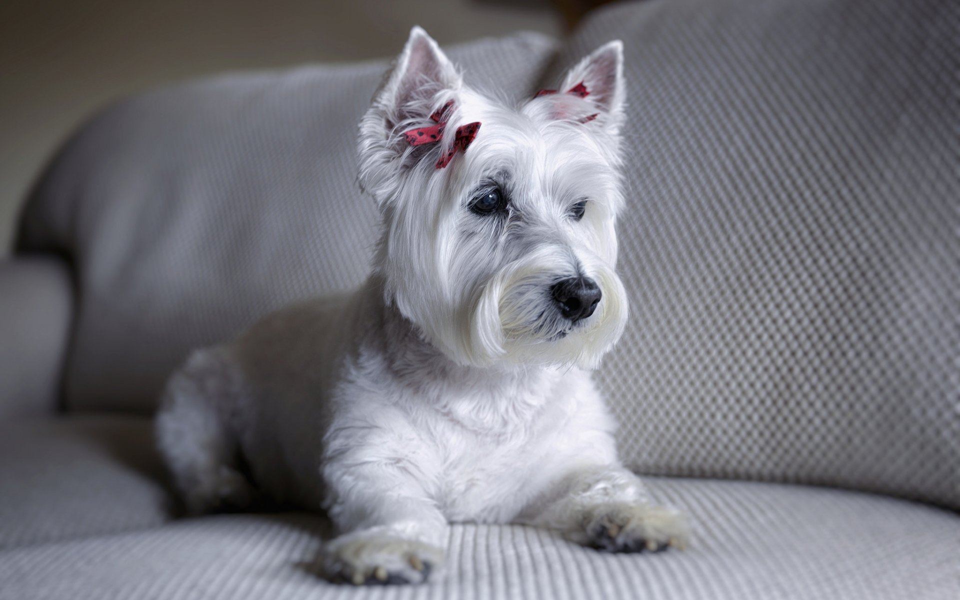 west highland white terrier chien canapé