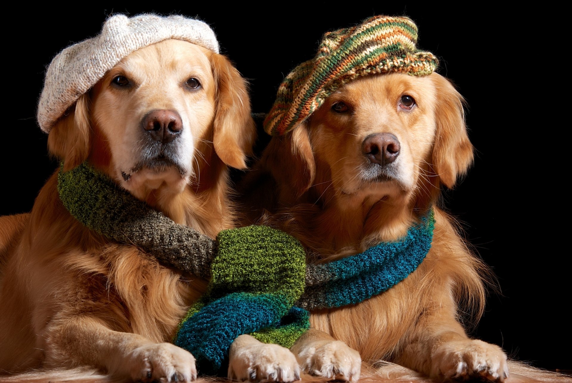 retriever golden the pair takes scarf