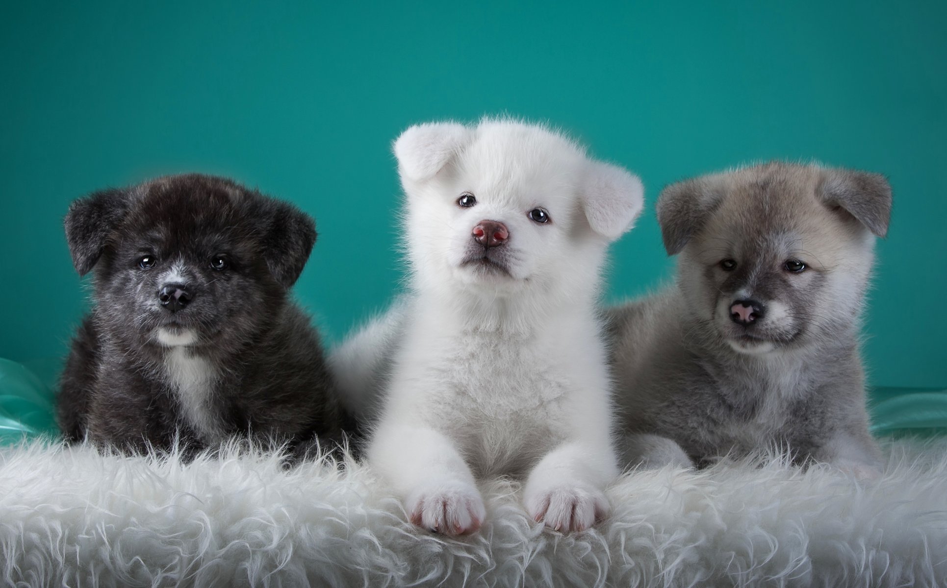 trio japanese akita puppie