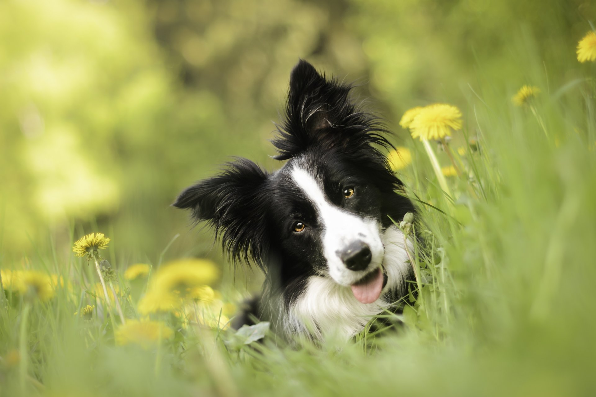 border collie cane muso vista denti di leone fiori bokeh