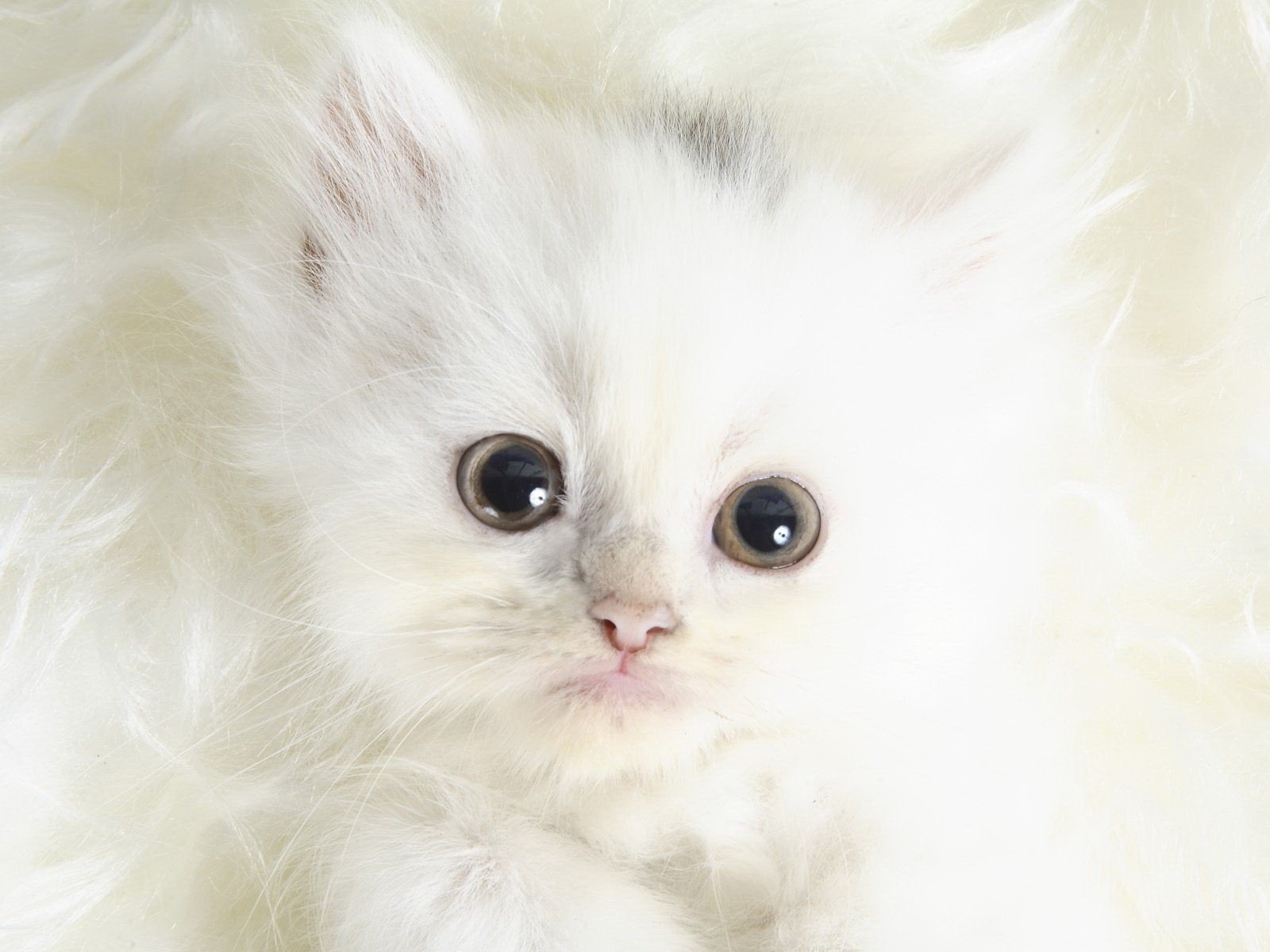 laine chat regard blanc