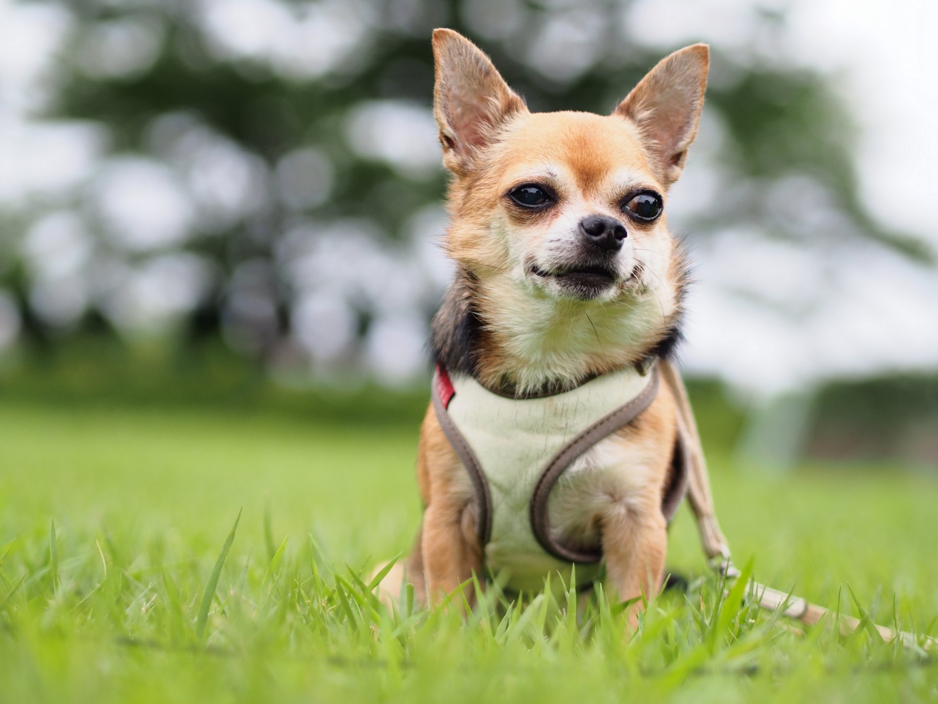 chihuahua chien gilet